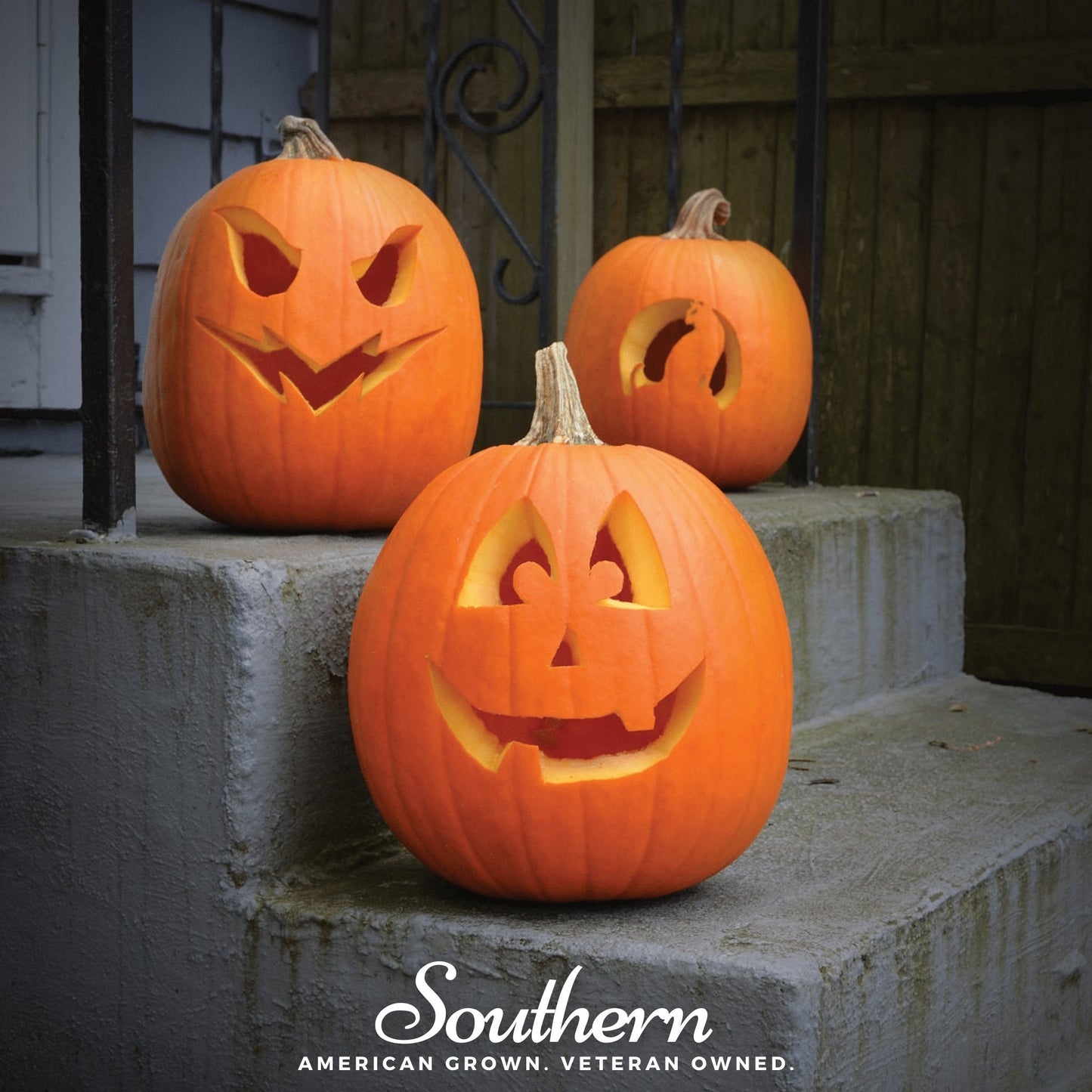 Jack O Lantern Pumpkin ā 20 Seeds