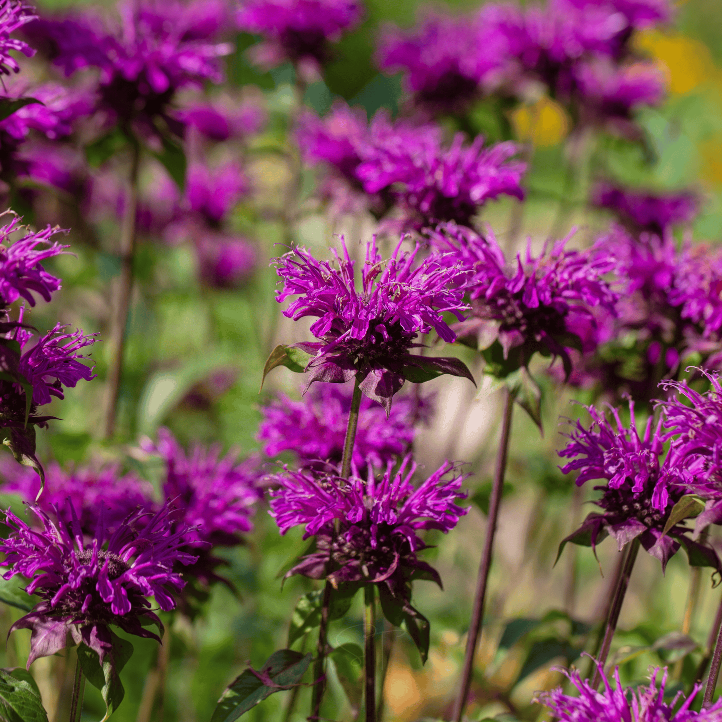 Purple Bee Balm ā 50 Seeds