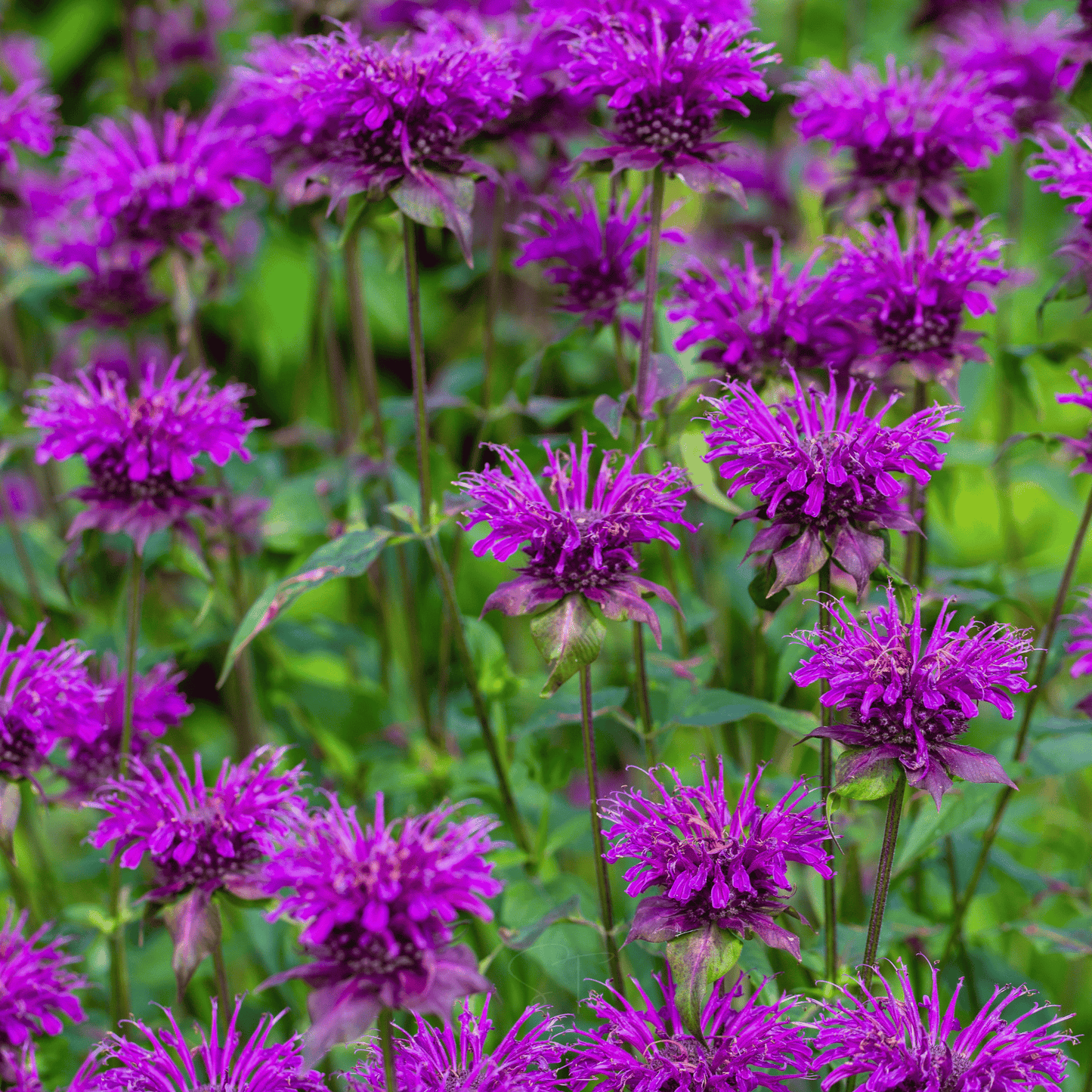 Purple Bee Balm ā 50 Seeds