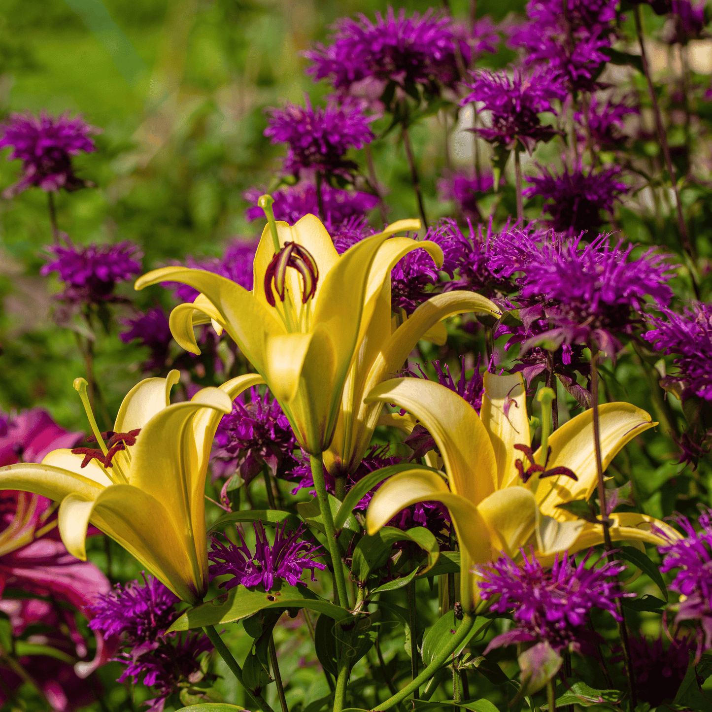 Purple Bee Balm ā 50 Seeds