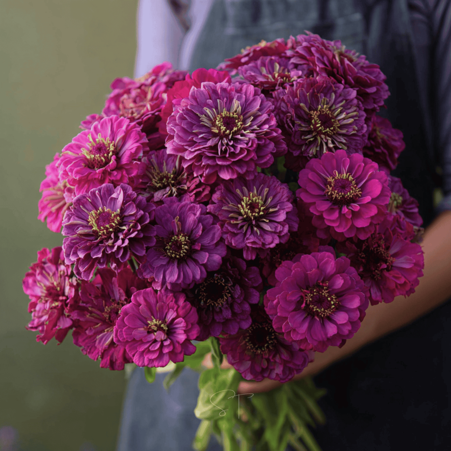 Purple Prince Zinnia ā 100 Seeds