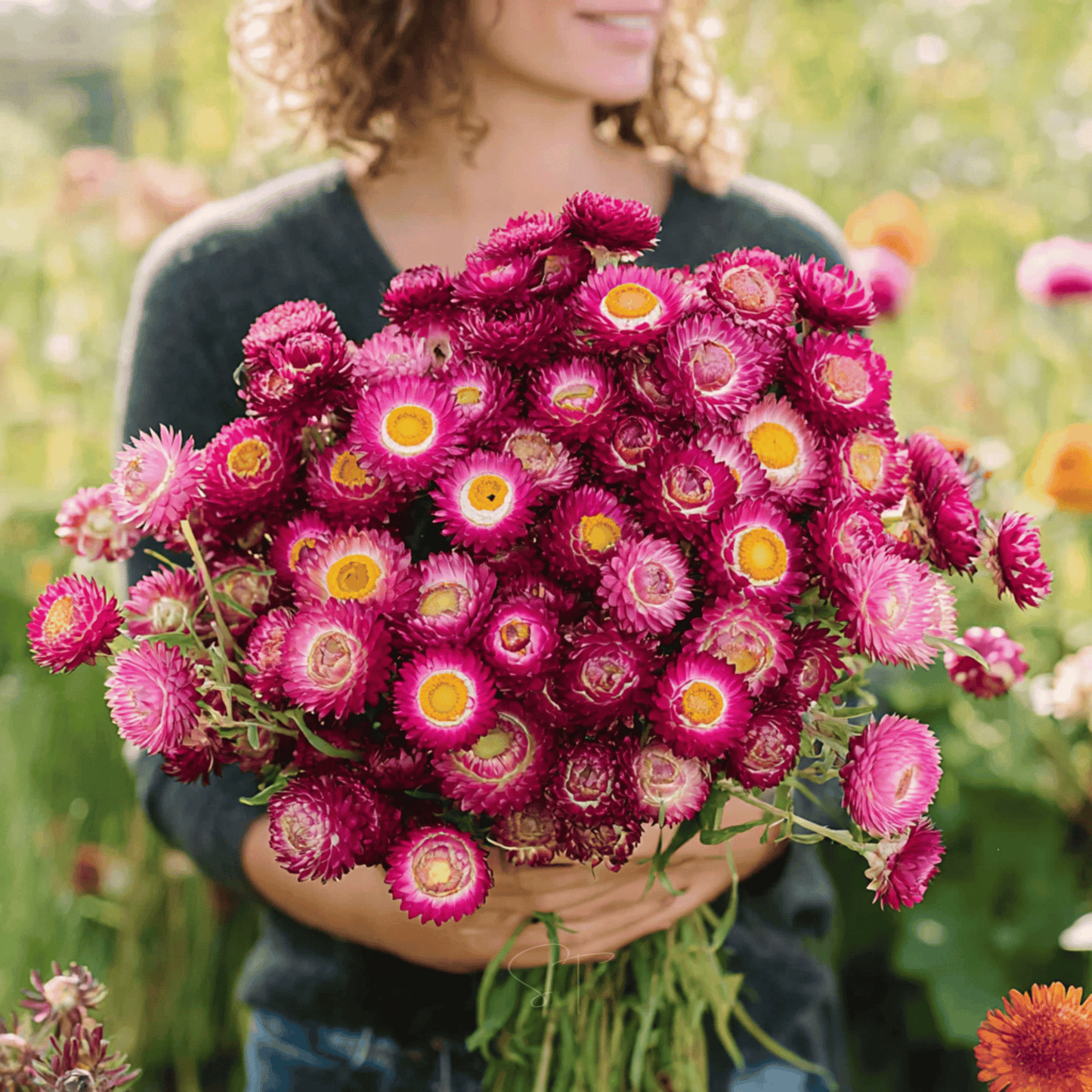 Purple-Red Strawflower ā 100 Seeds