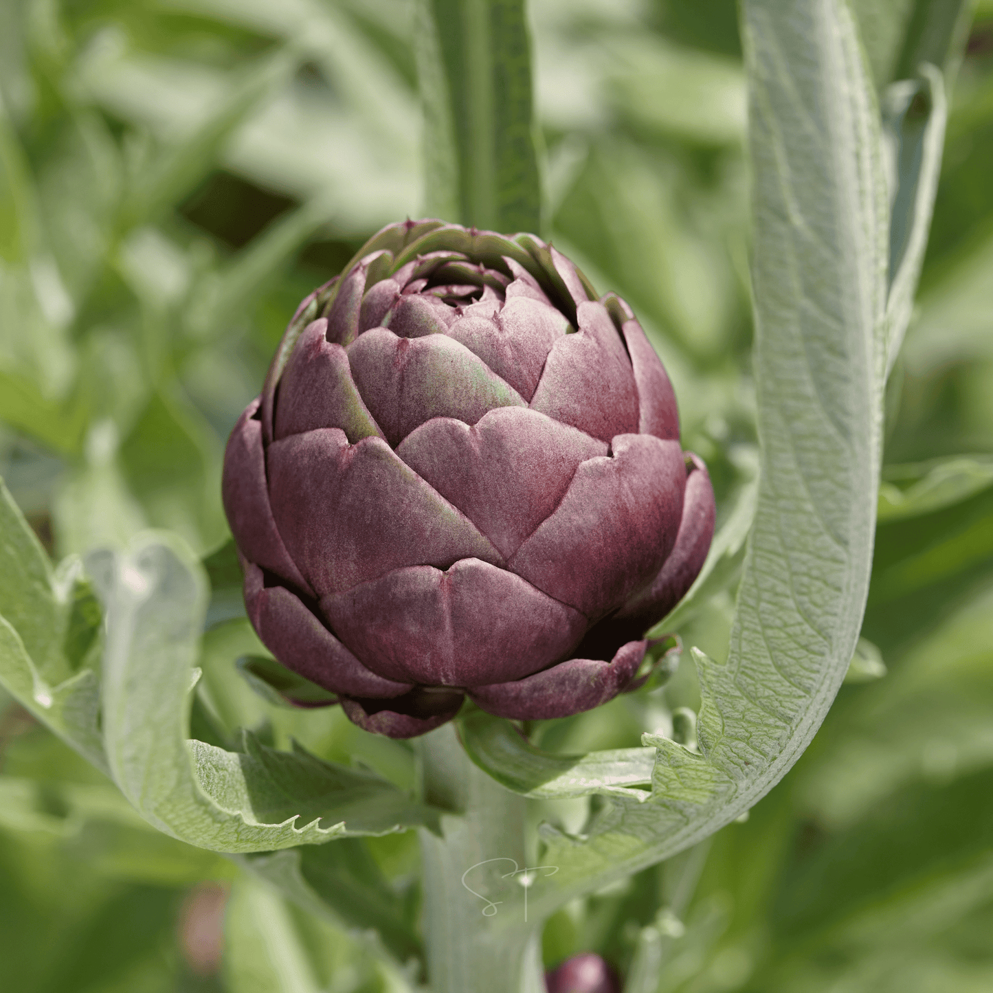 Purple Romagna Artichoke ā 25 Seeds