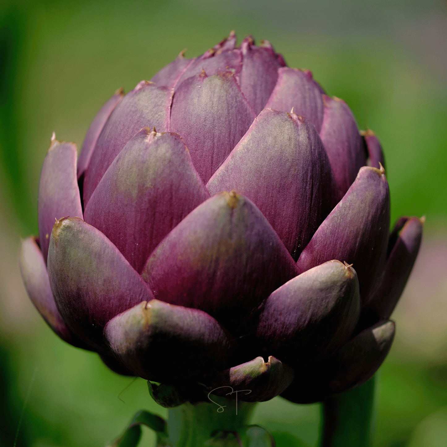 Purple Romagna Artichoke ā 25 Seeds