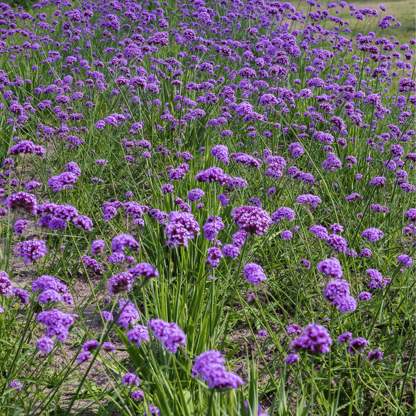 Purple Top Vervain ā 100 Seeds