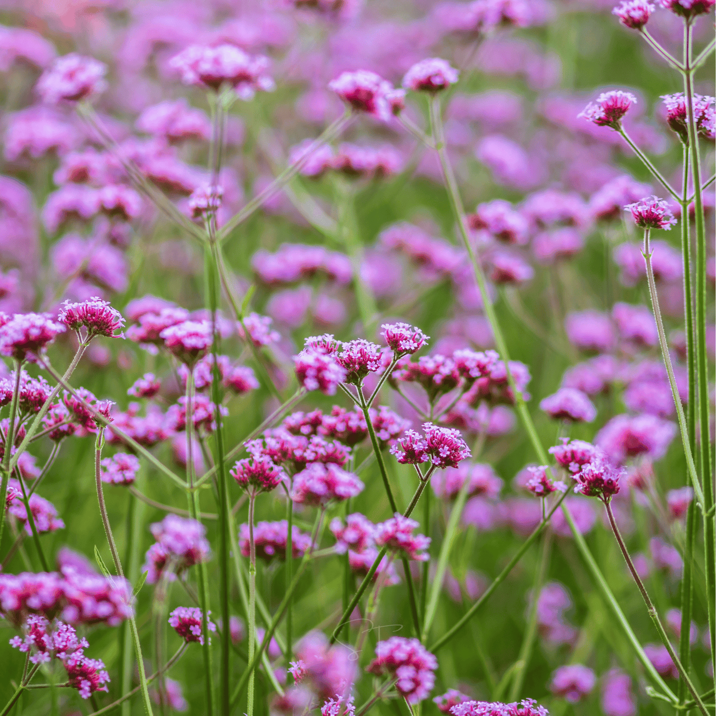 Purple Top Vervain ā 100 Seeds