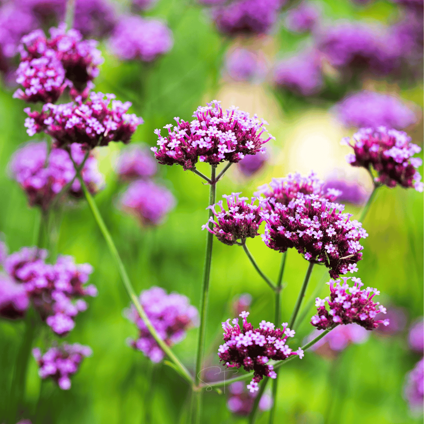 Purple Top Vervain ā 100 Seeds