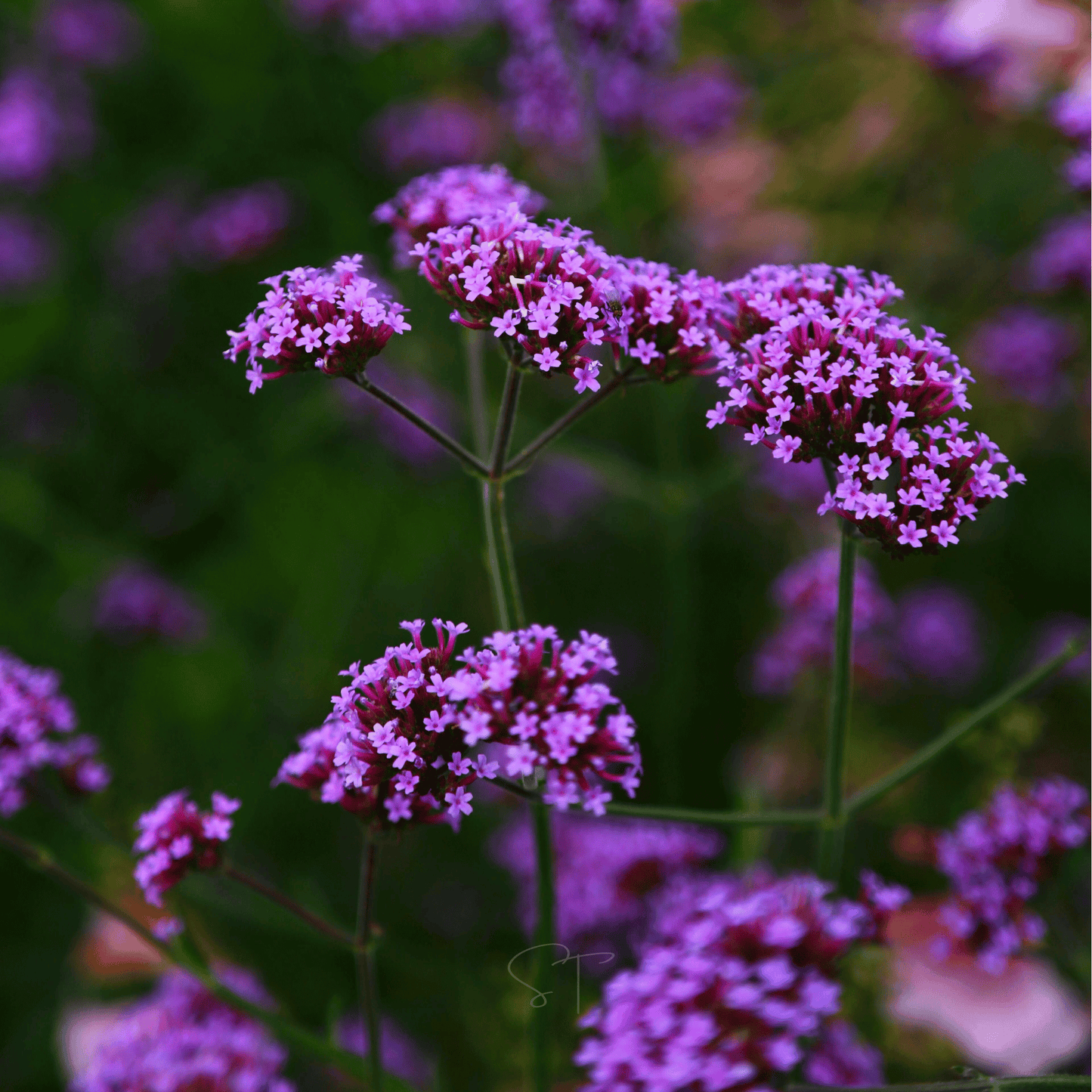 Purple Top Vervain ā 100 Seeds