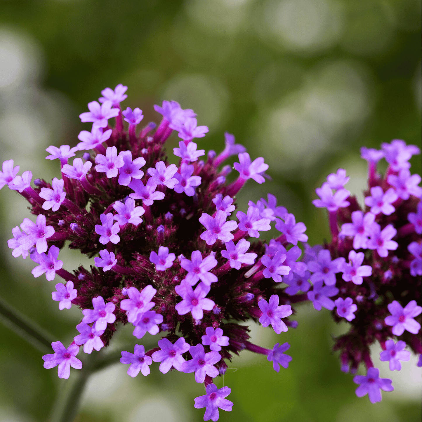 Purple Top Vervain ā 100 Seeds