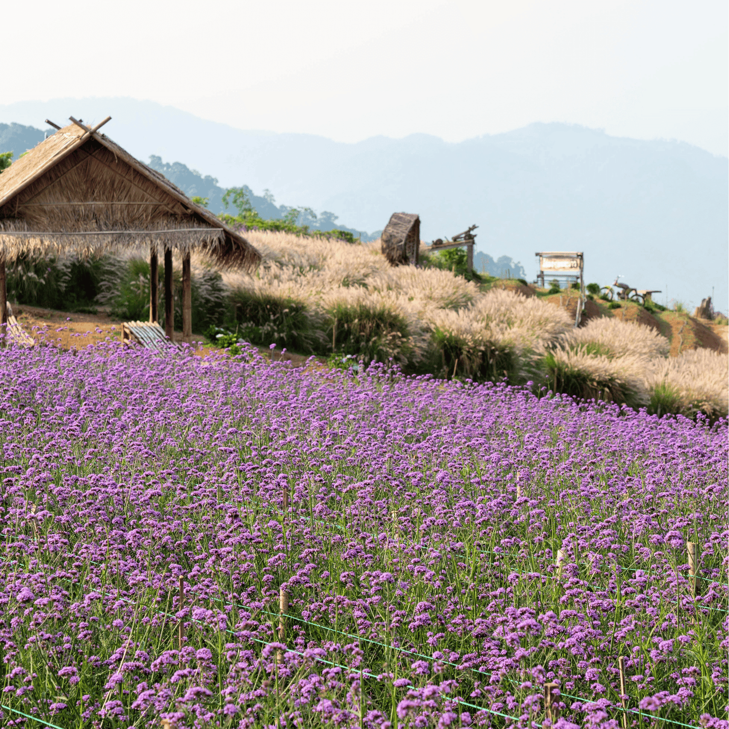 Purple Top Vervain ā 100 Seeds
