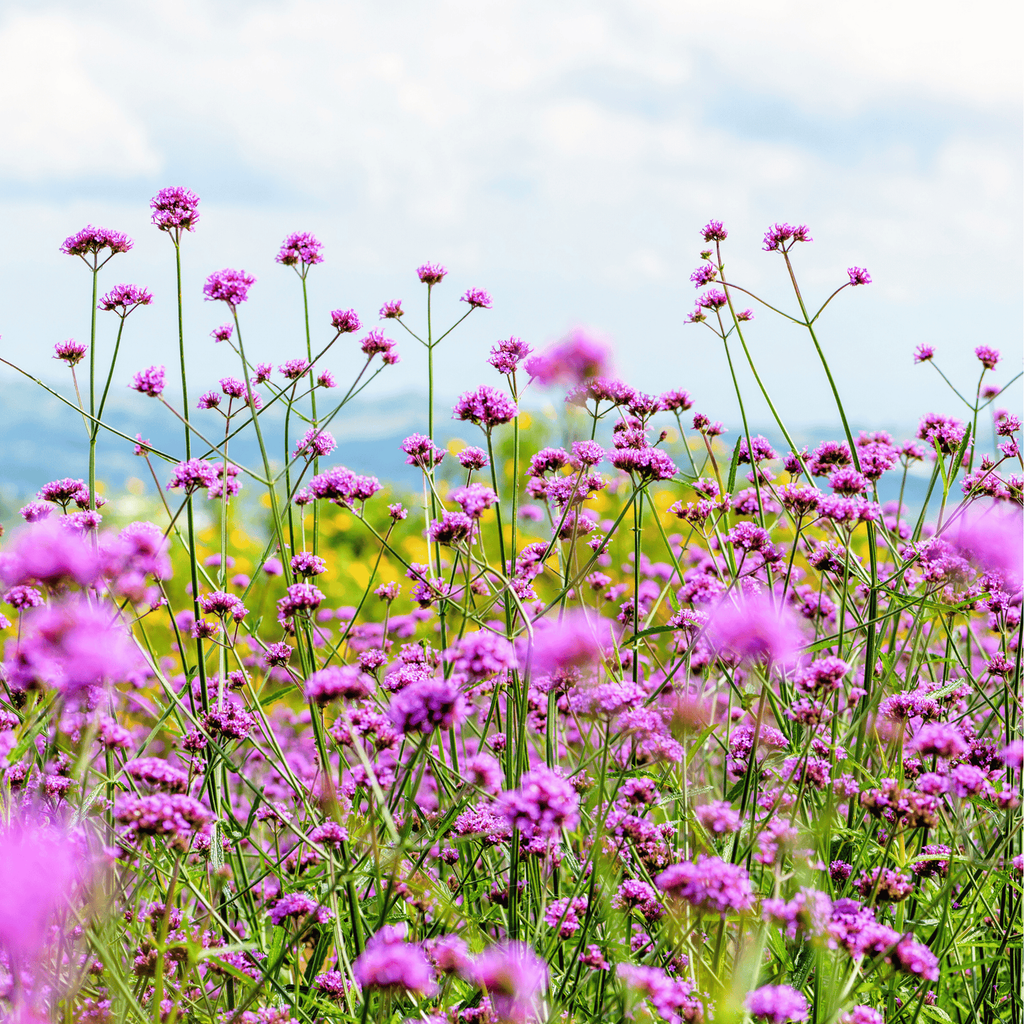 Purple Top Vervain ā 100 Seeds