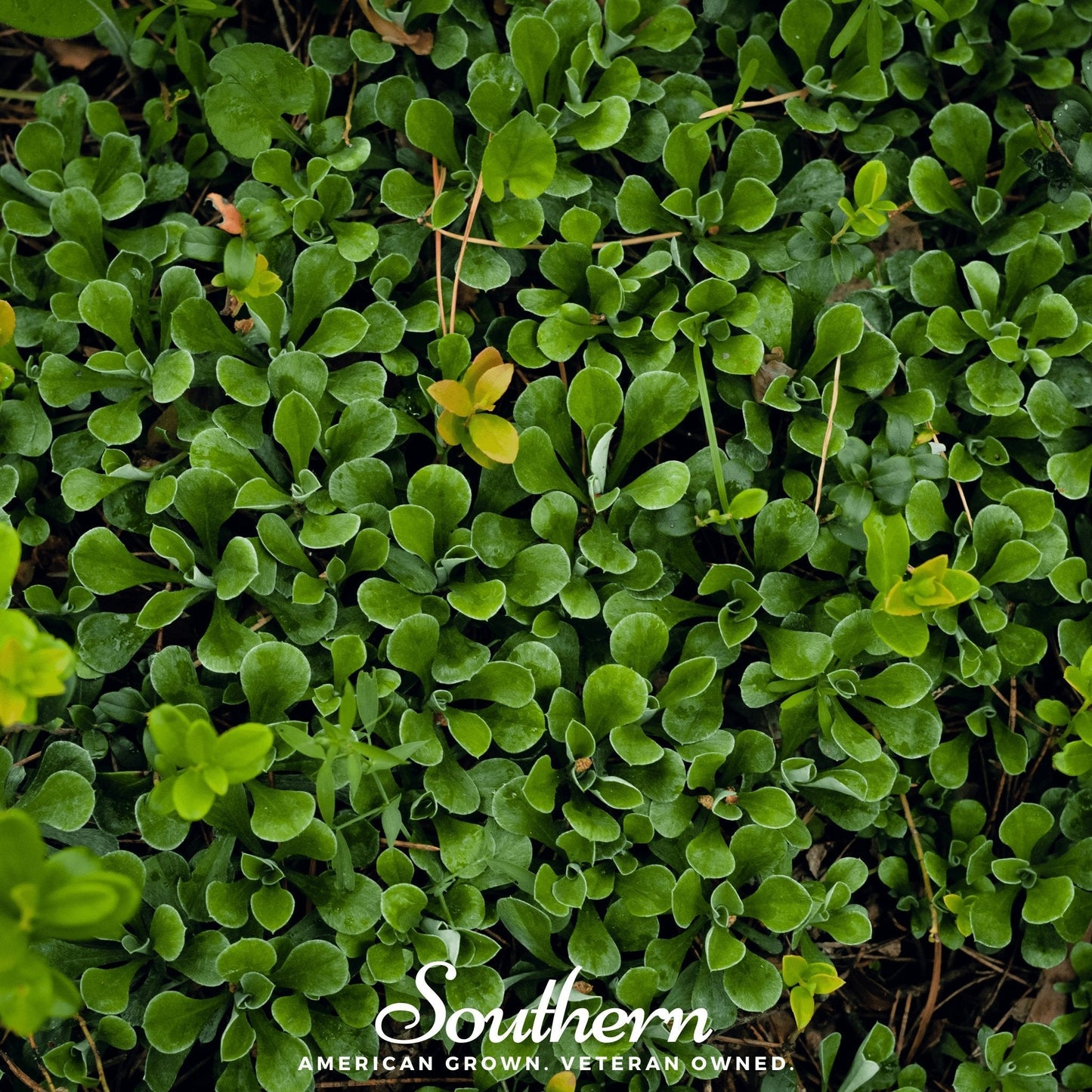 Purslane ā 100 Seeds