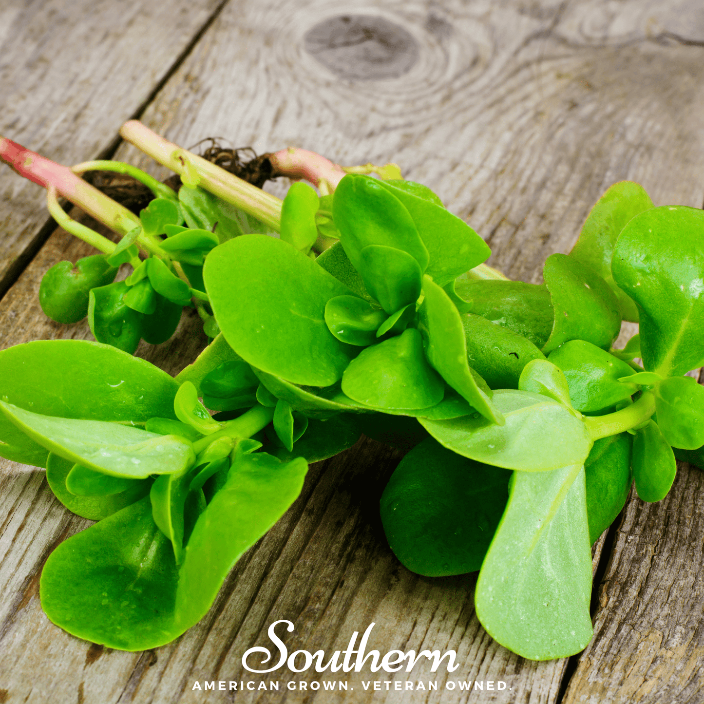 Purslane ā 100 Seeds