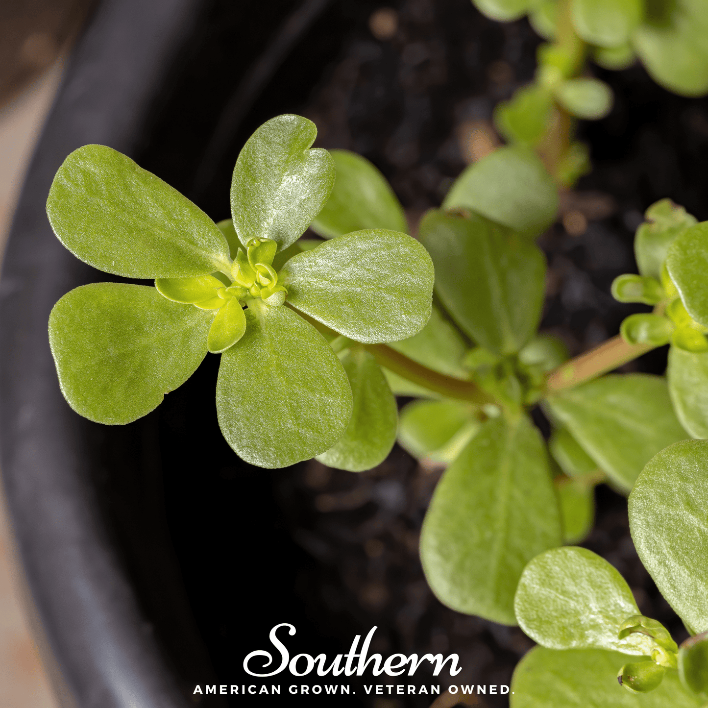 Purslane ā 100 Seeds