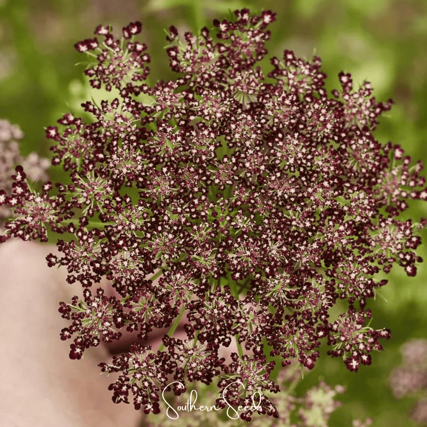 Chocolate Lace Queen Anne's Lace ā 100 Seeds