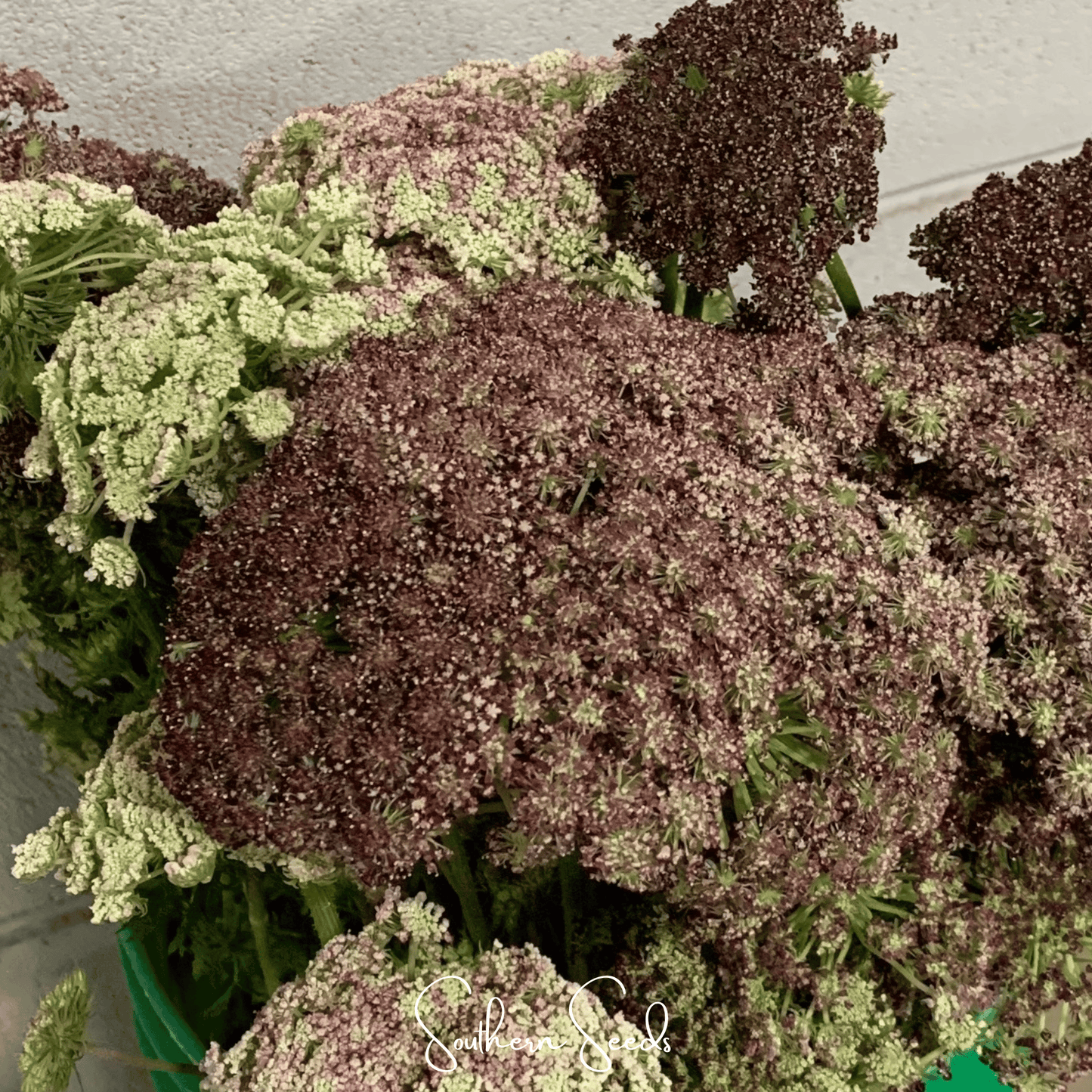 Chocolate Lace Queen Anne's Lace ā 100 Seeds