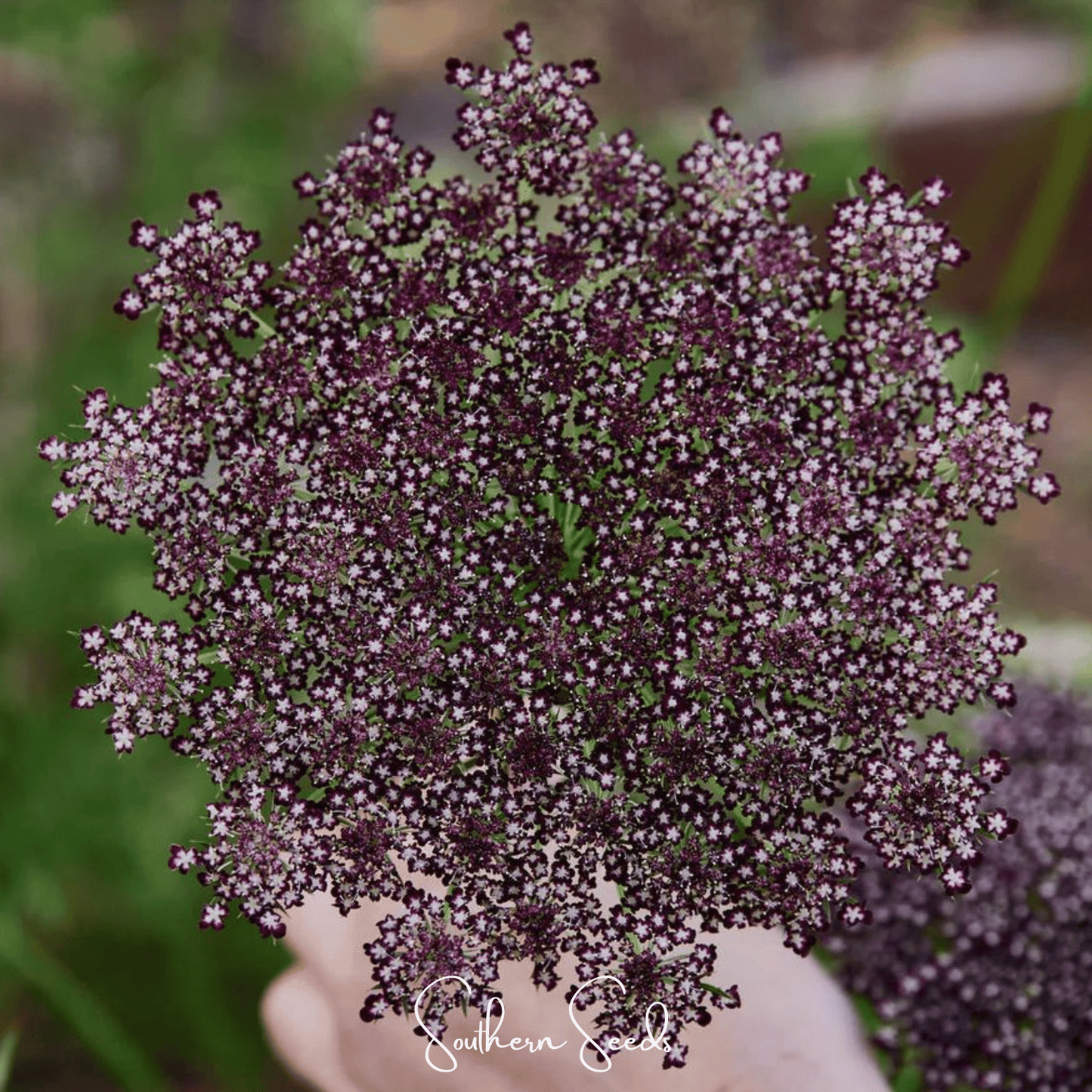 Chocolate Lace Queen Anne's Lace ā 100 Seeds