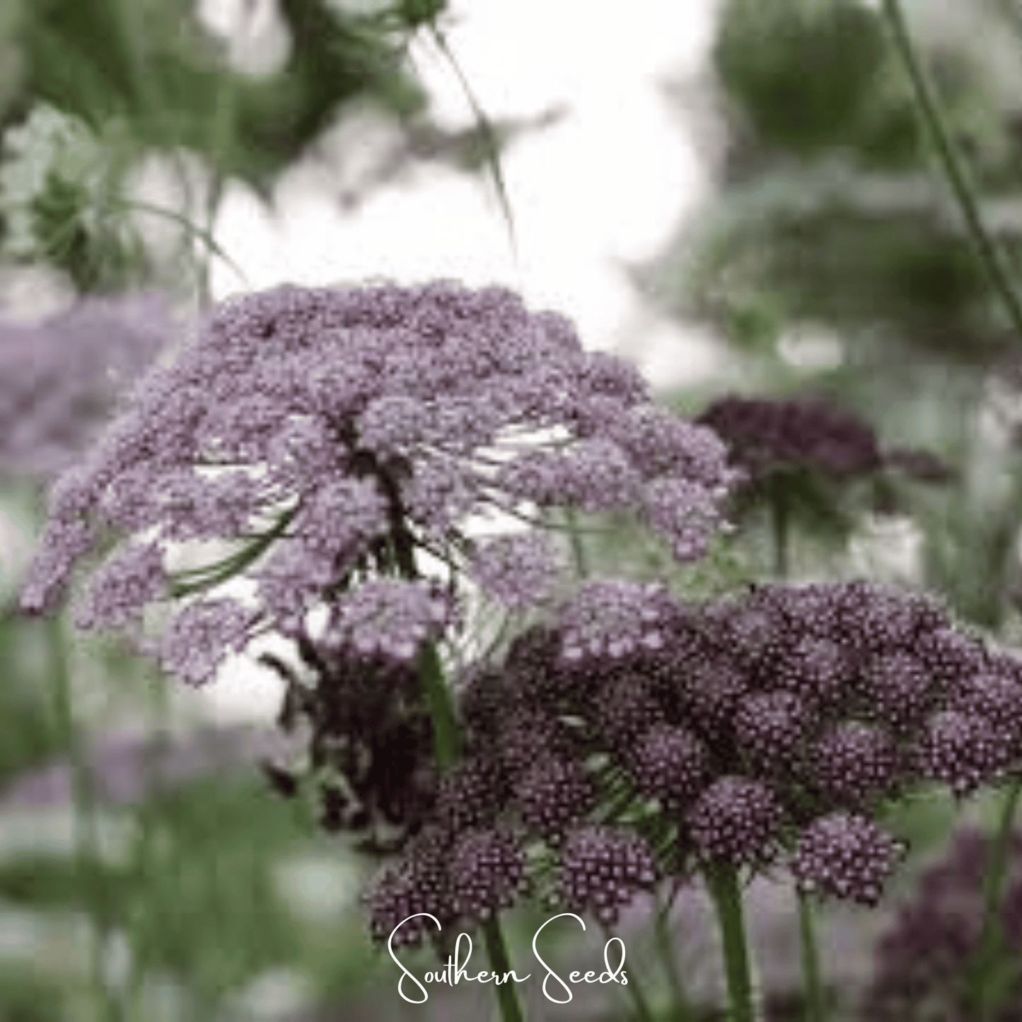 Chocolate Lace Queen Anne's Lace ā 100 Seeds