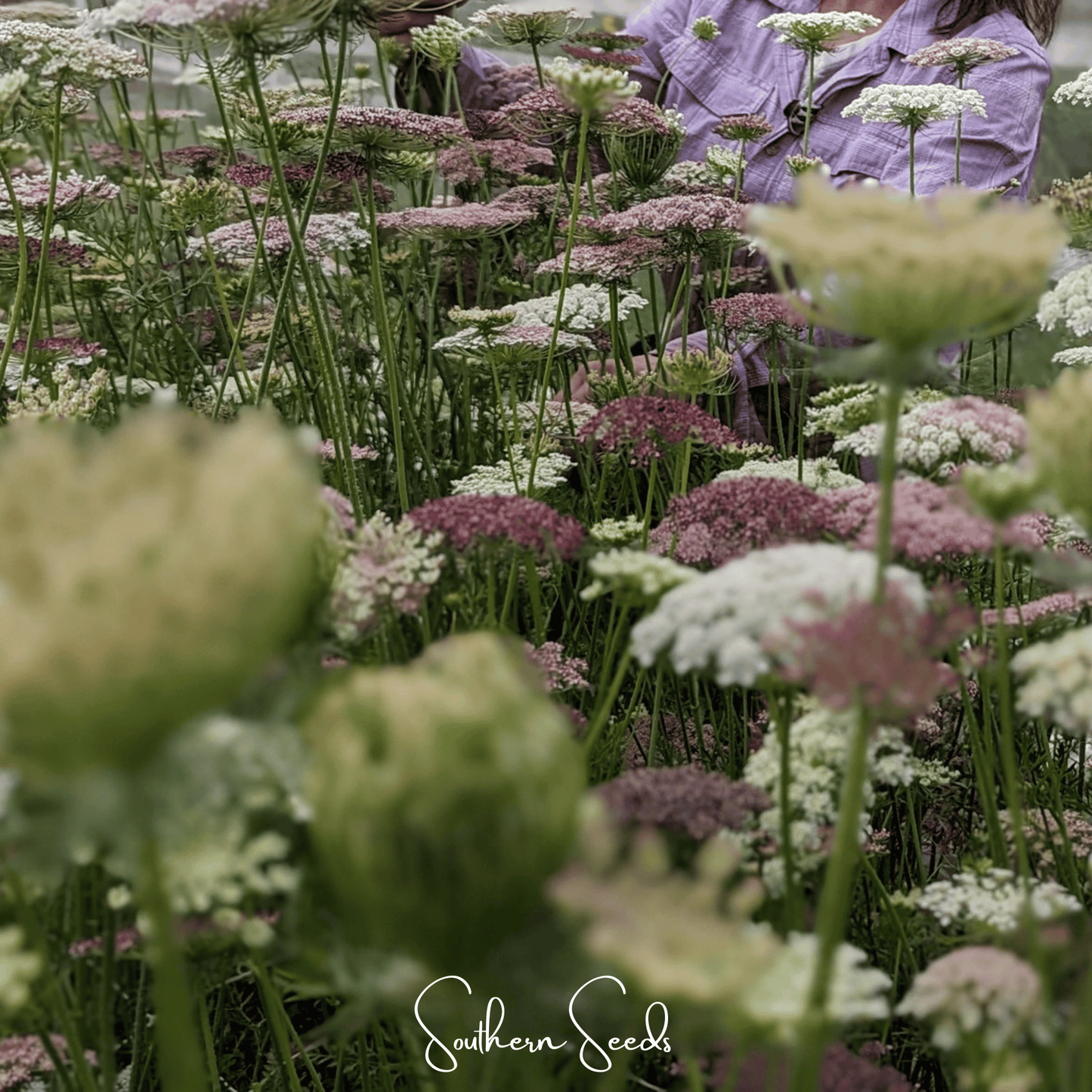 Chocolate Lace Queen Anne's Lace ā 100 Seeds