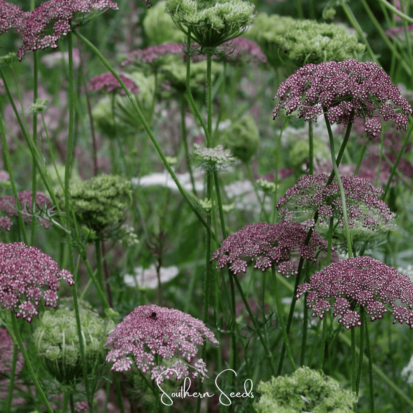 Chocolate Lace Queen Anne's Lace ā 100 Seeds