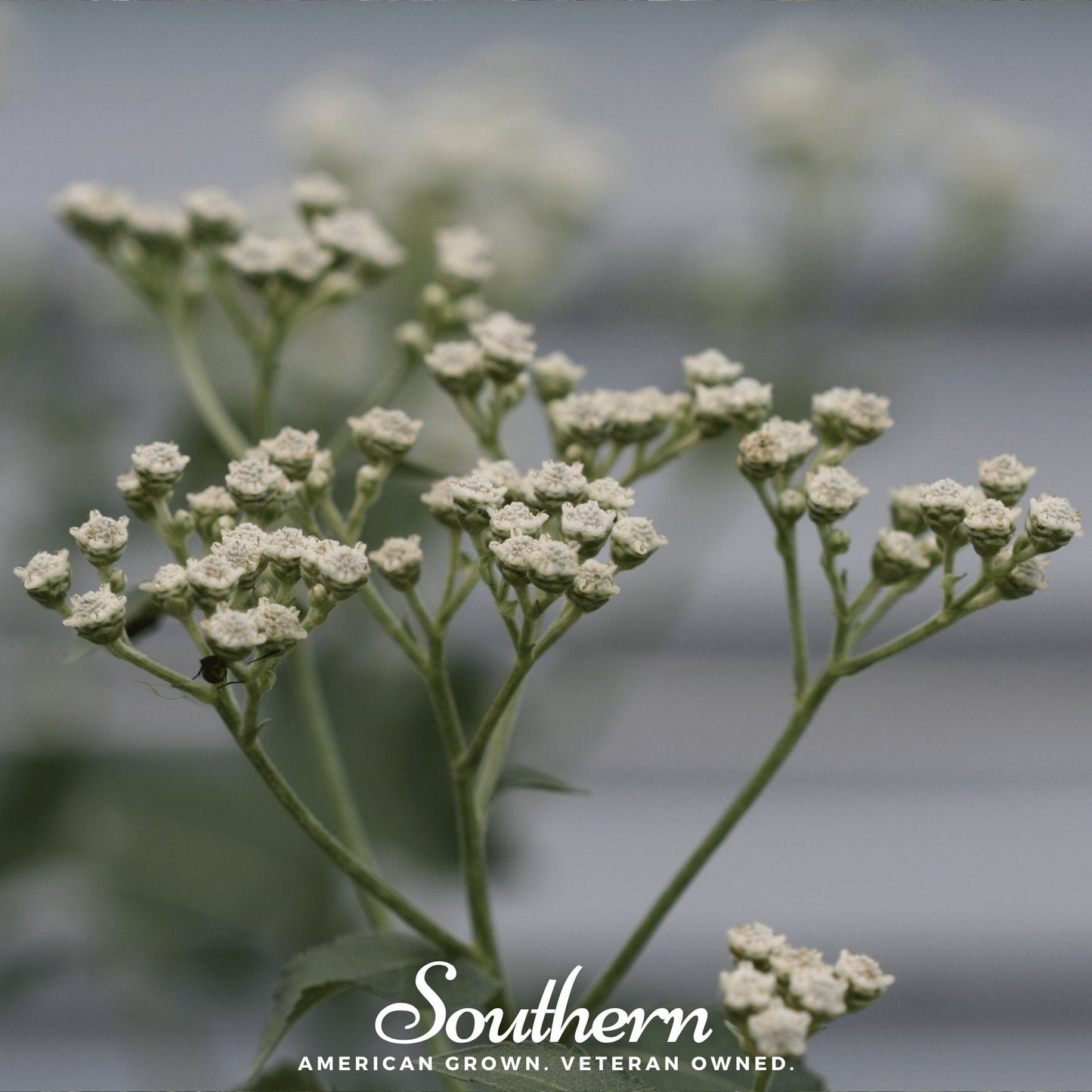 Wild Quinine ā 50 Seeds