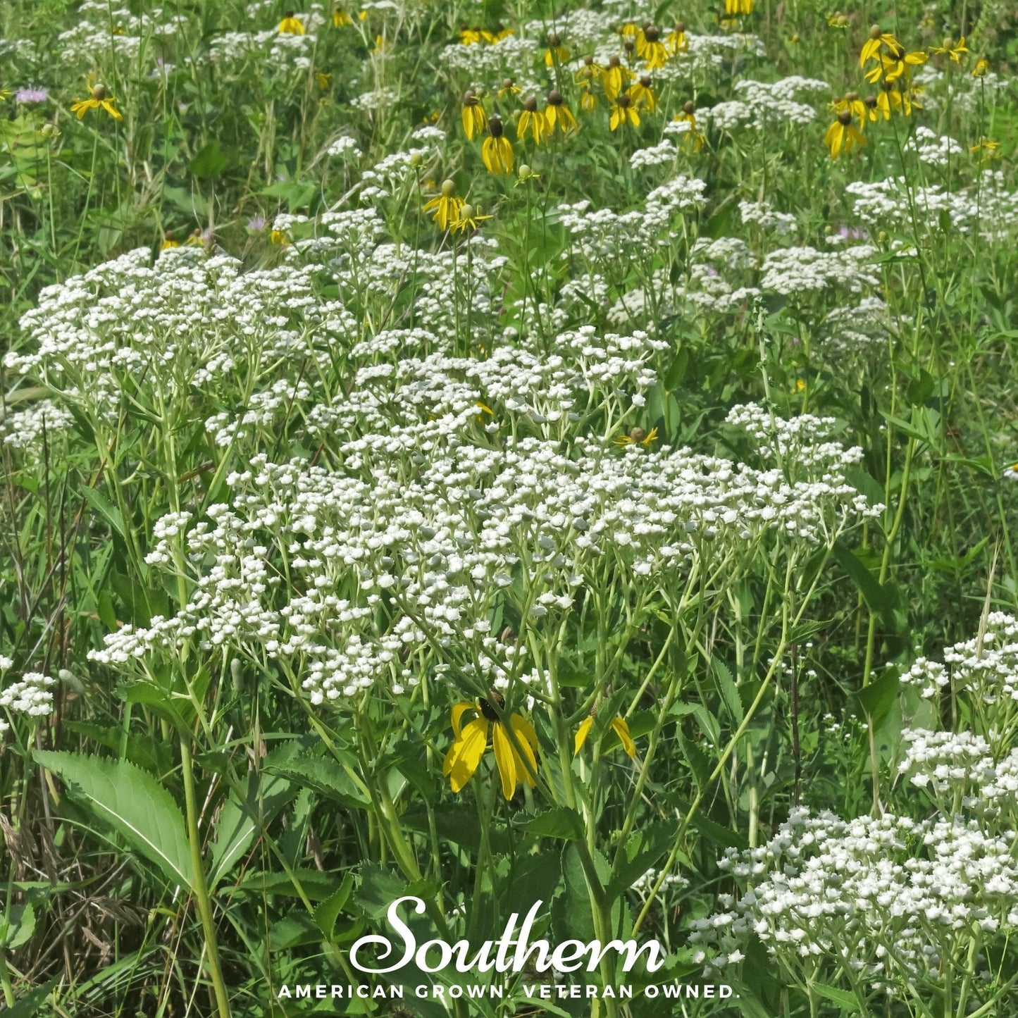 Wild Quinine ā 50 Seeds
