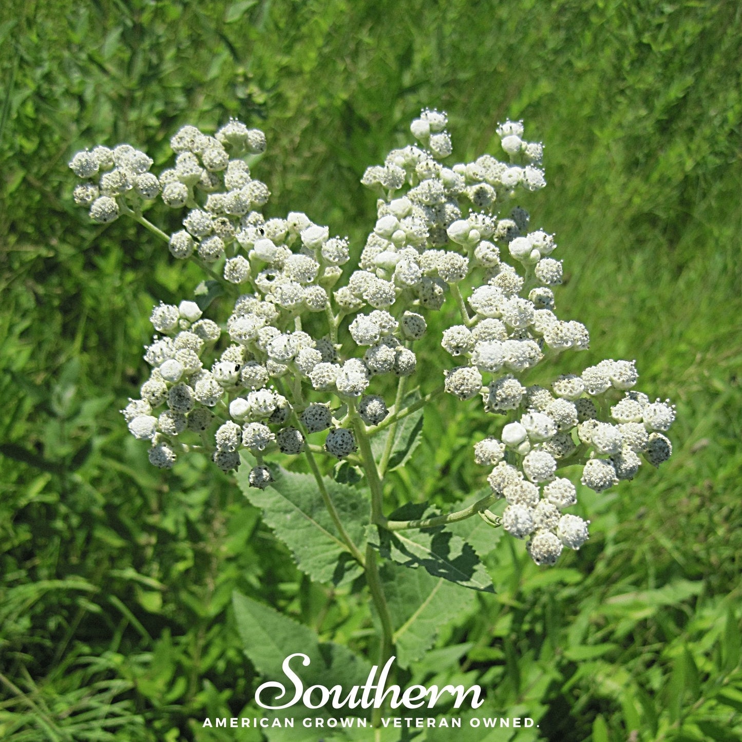 Wild Quinine ā 50 Seeds