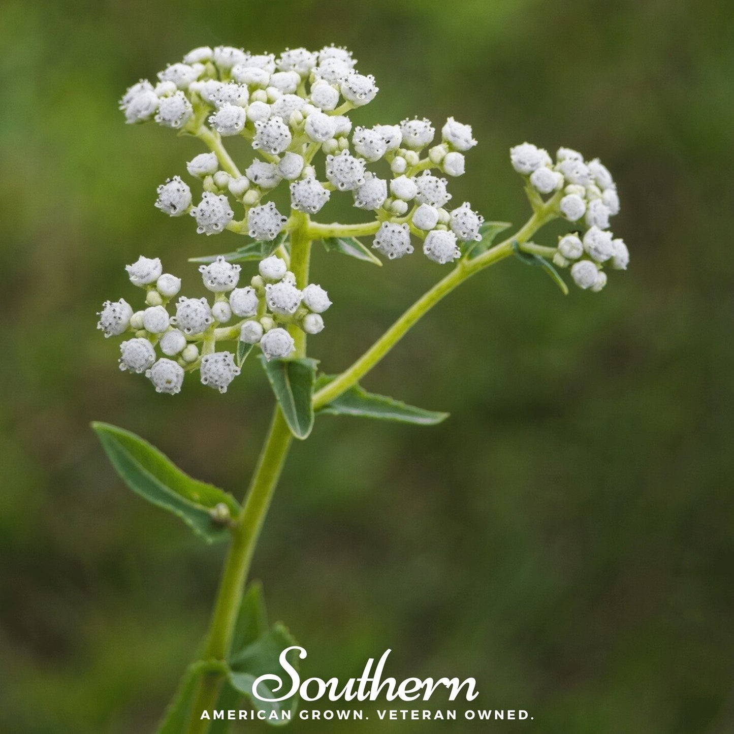 Wild Quinine ā 50 Seeds