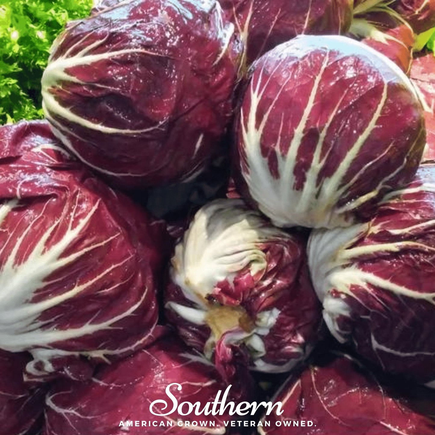 Palla Rossa Radicchio ā 100 Seeds