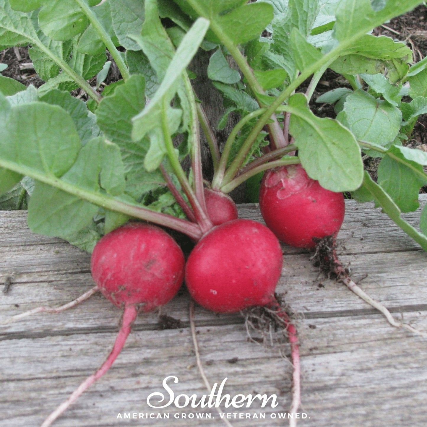 Cherry Belle Radish ā 250 Seeds