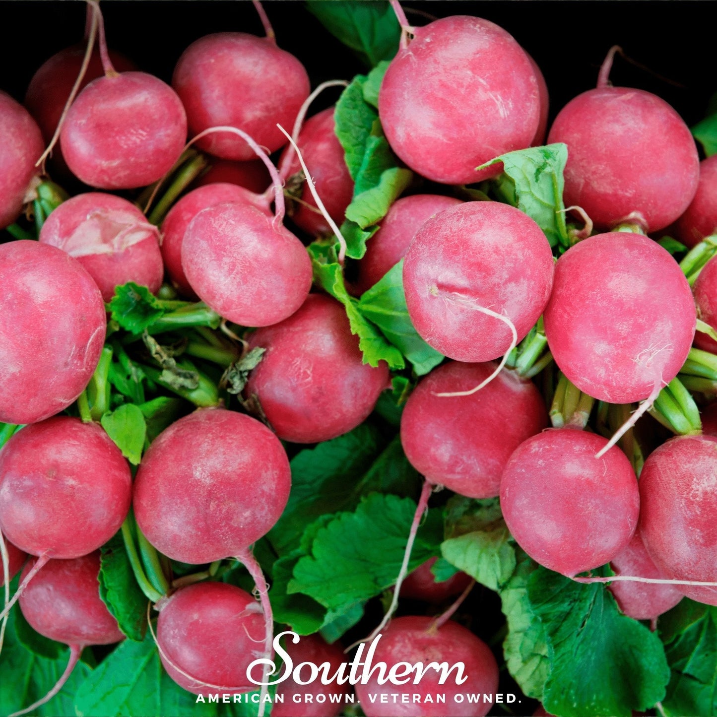 Cherry Belle Radish ā 250 Seeds