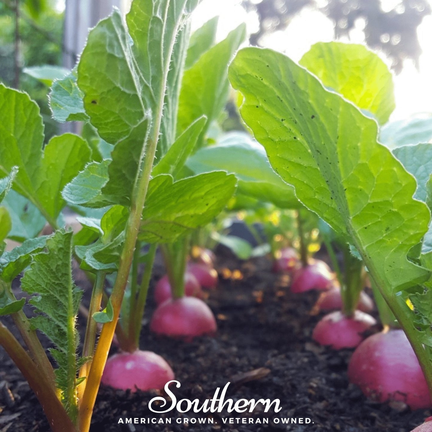 Cherry Belle Radish ā 250 Seeds