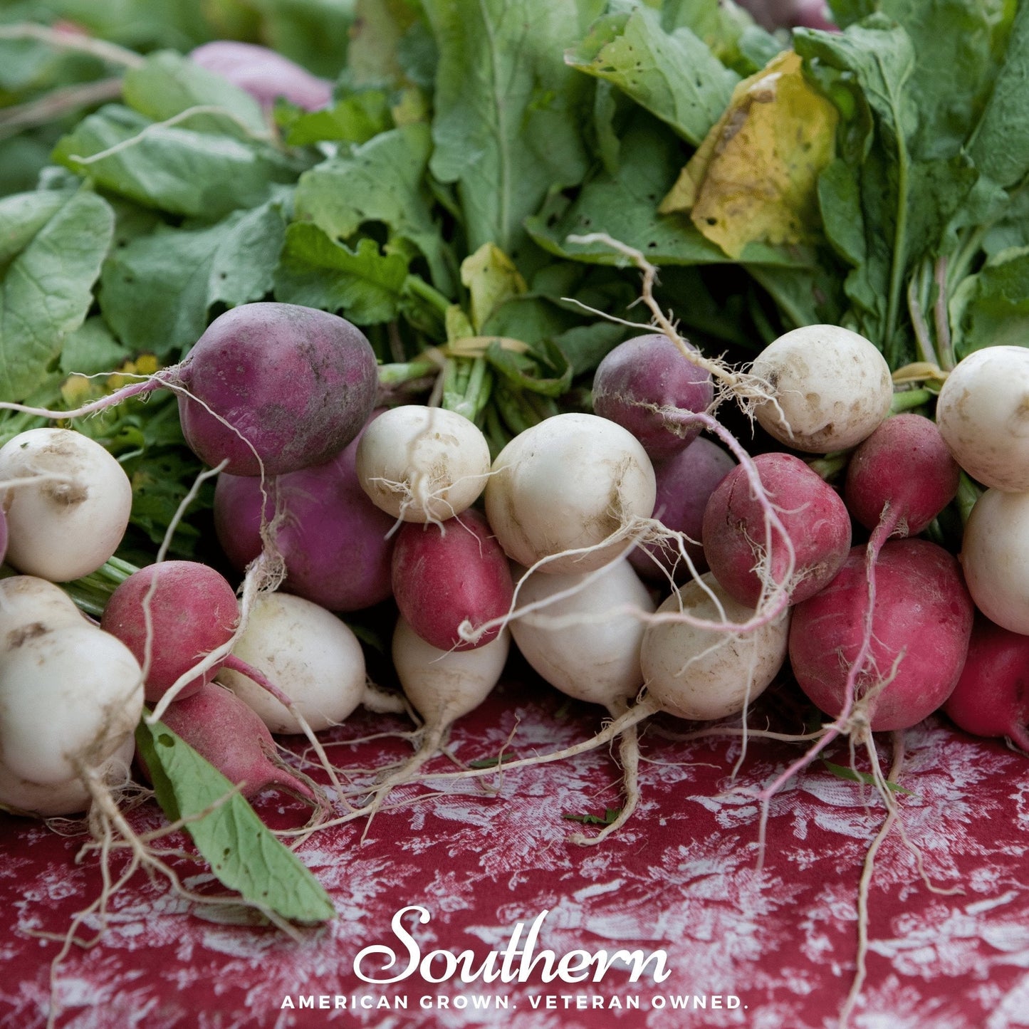 Easter Egg Radish ā 250 Seeds