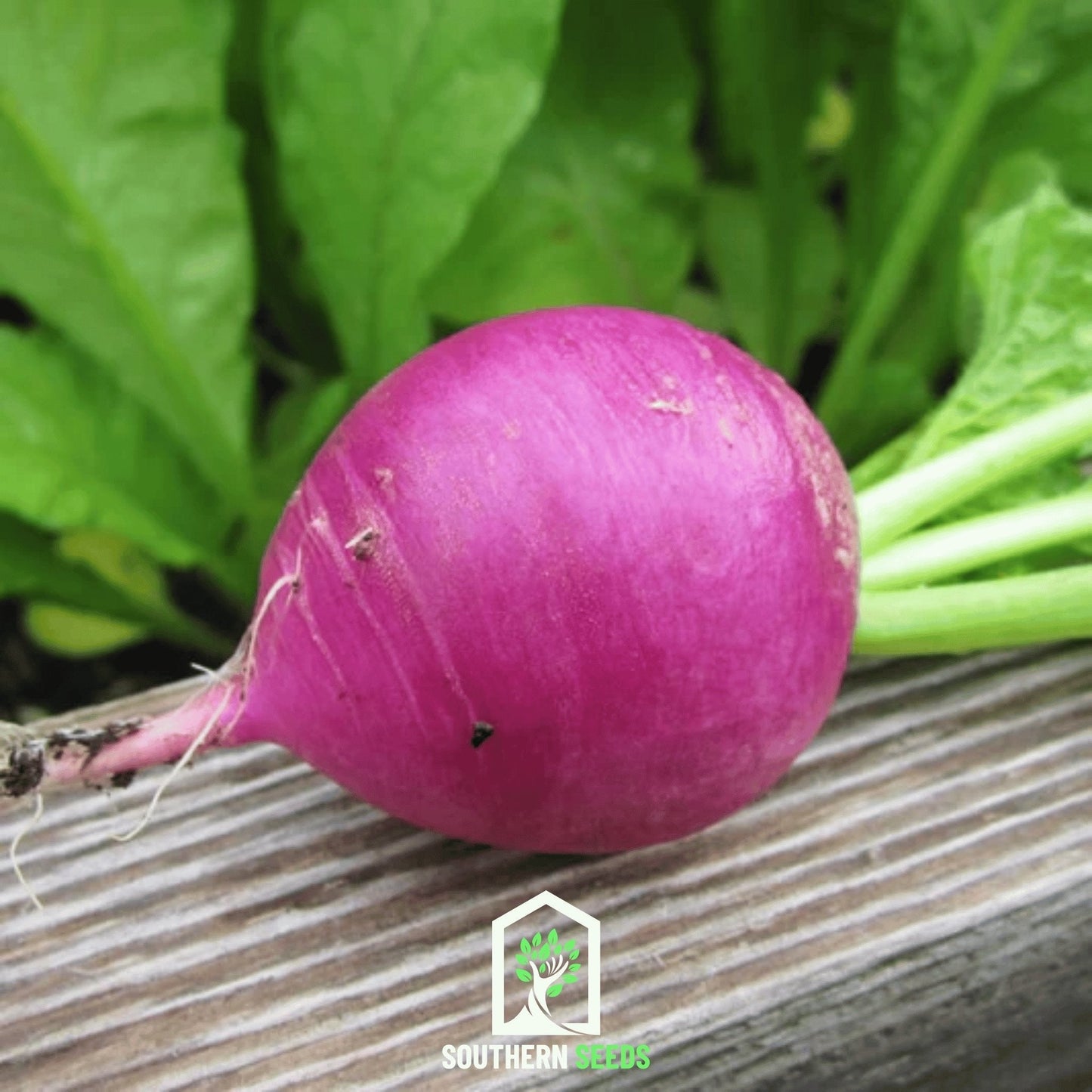 Purple Plum Radish ā 250 Seeds