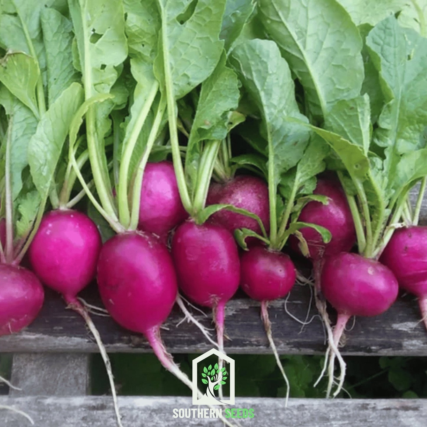 Purple Plum Radish ā 250 Seeds