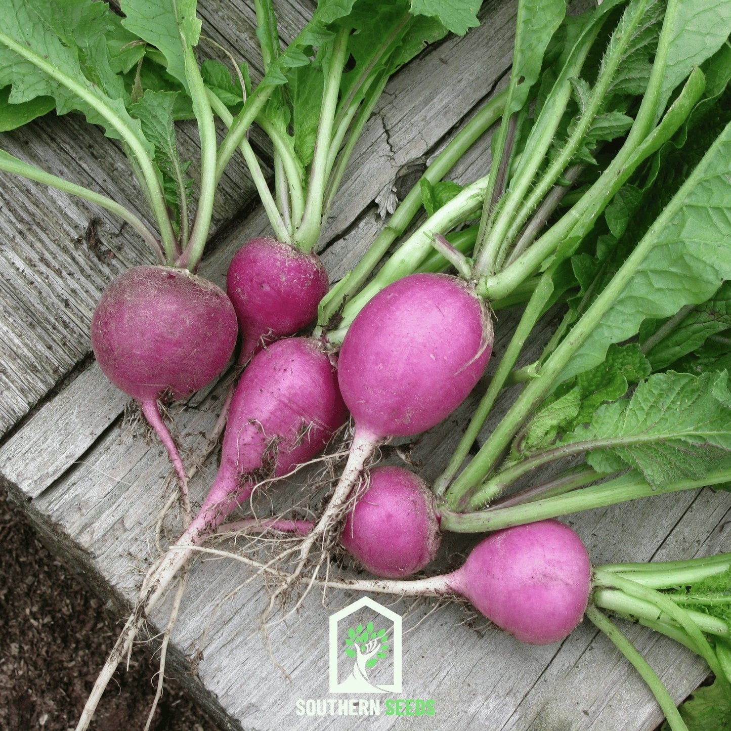 Purple Plum Radish ā 250 Seeds