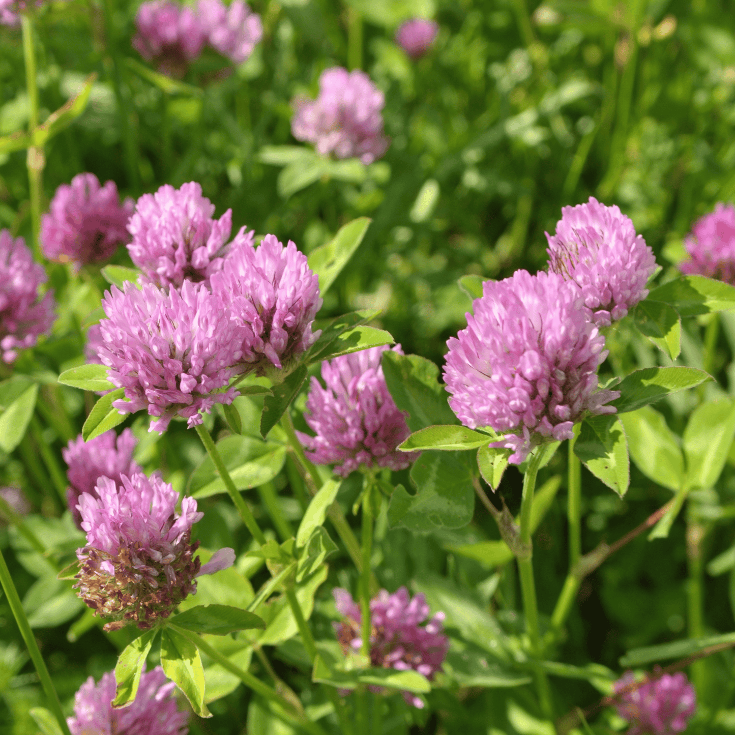 Red Clover ā 200 Seeds