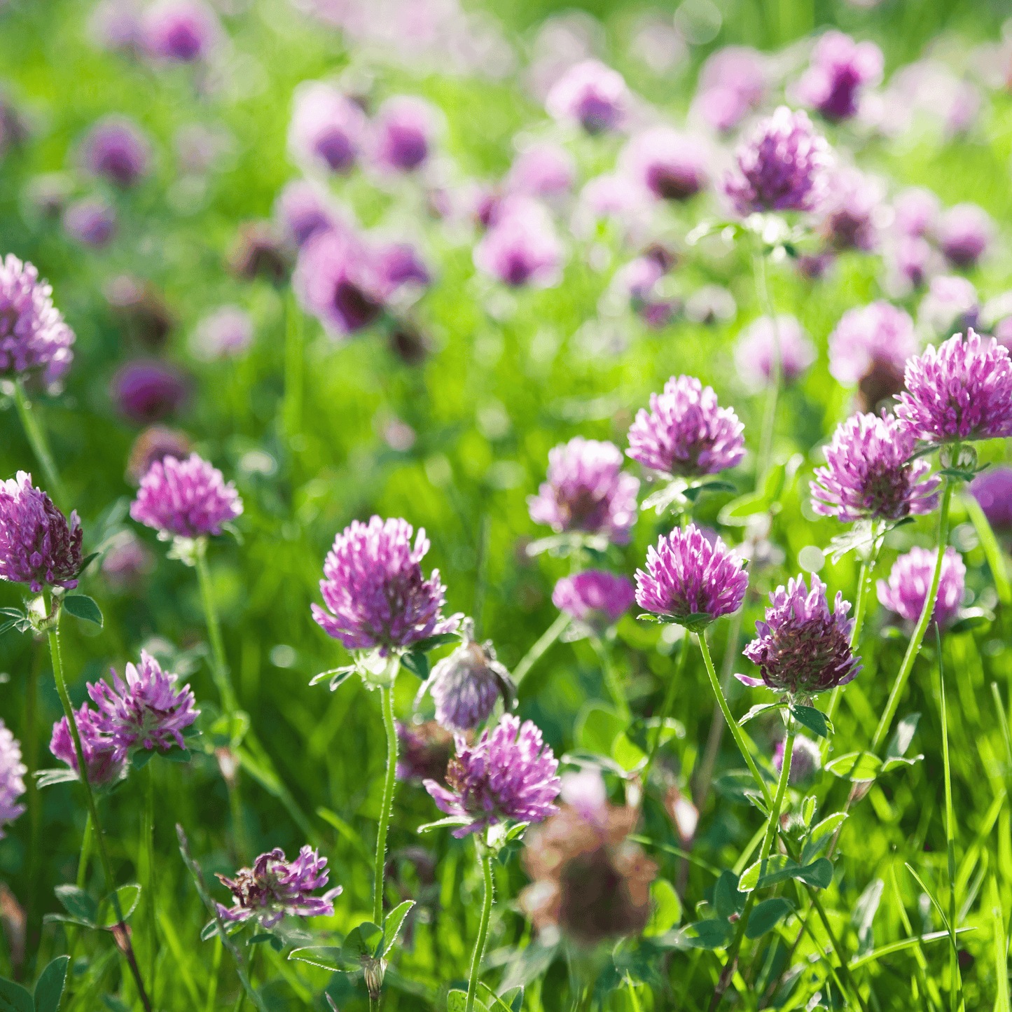 Red Clover ā 200 Seeds