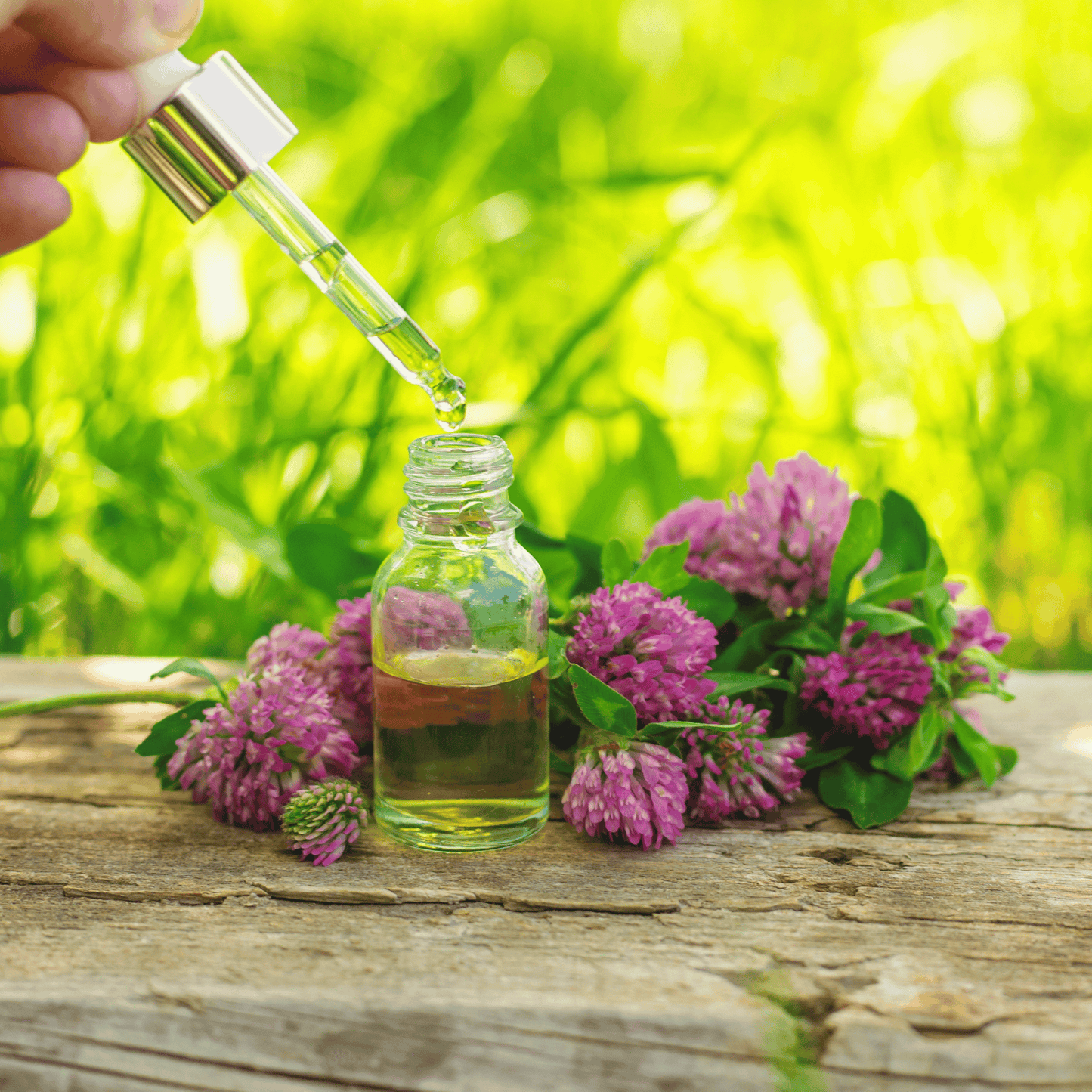 Red Clover ā 200 Seeds