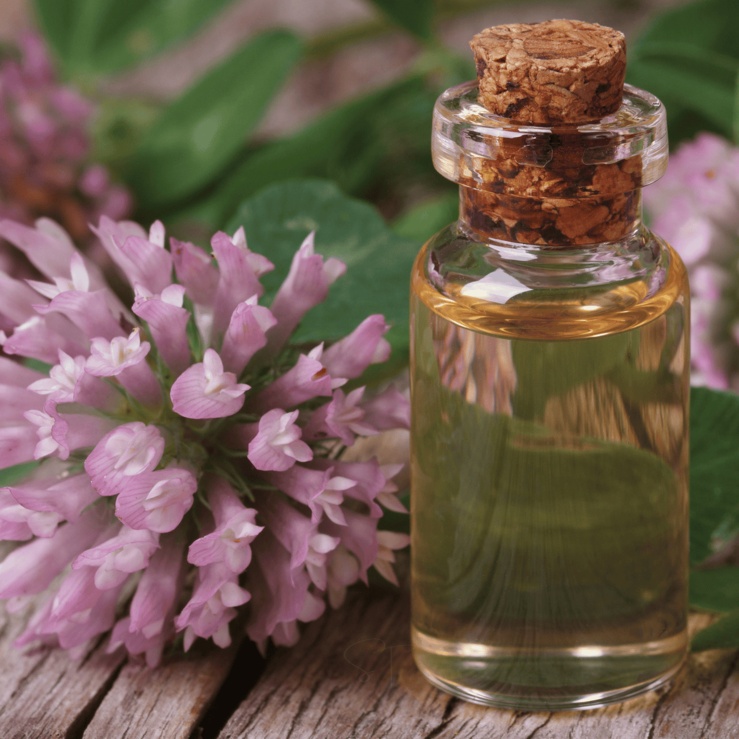 Red Clover ā 200 Seeds