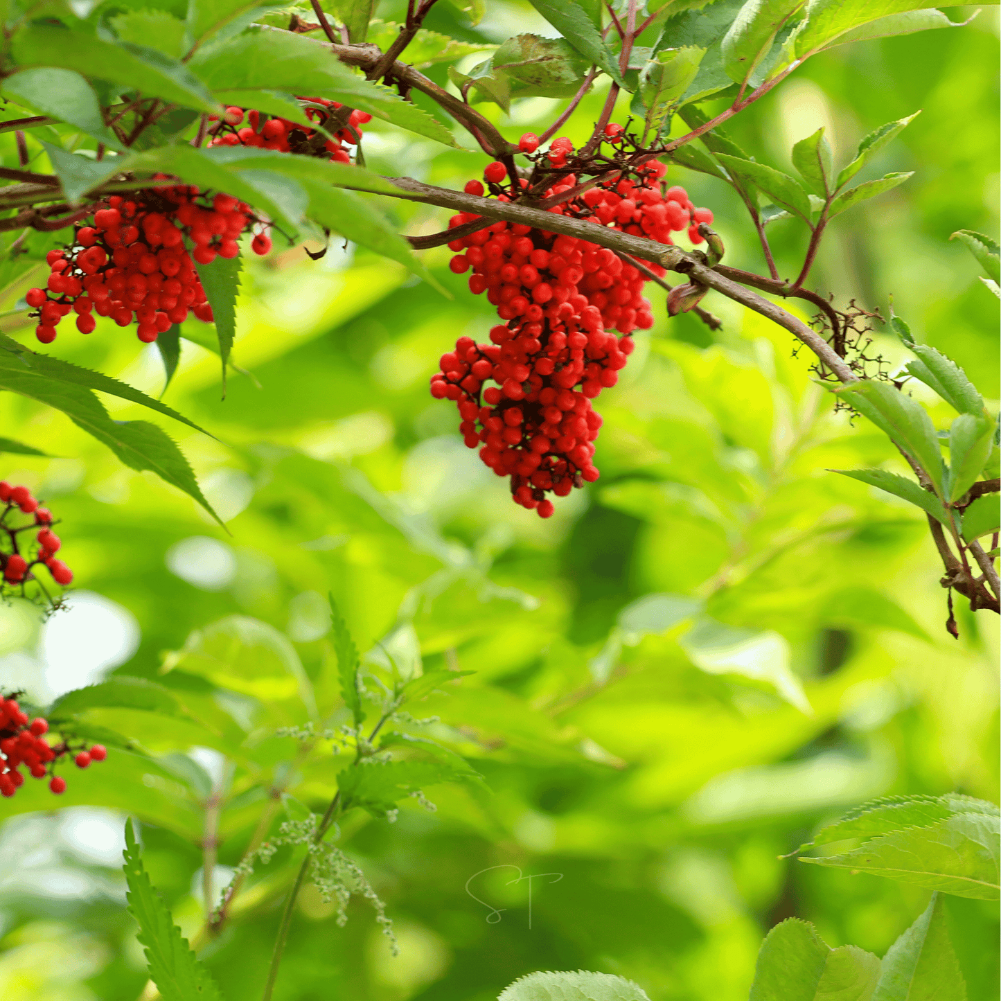 Red Elderberry ā 50 Seeds