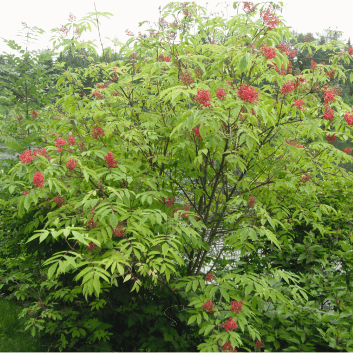 Red Elderberry ā 50 Seeds