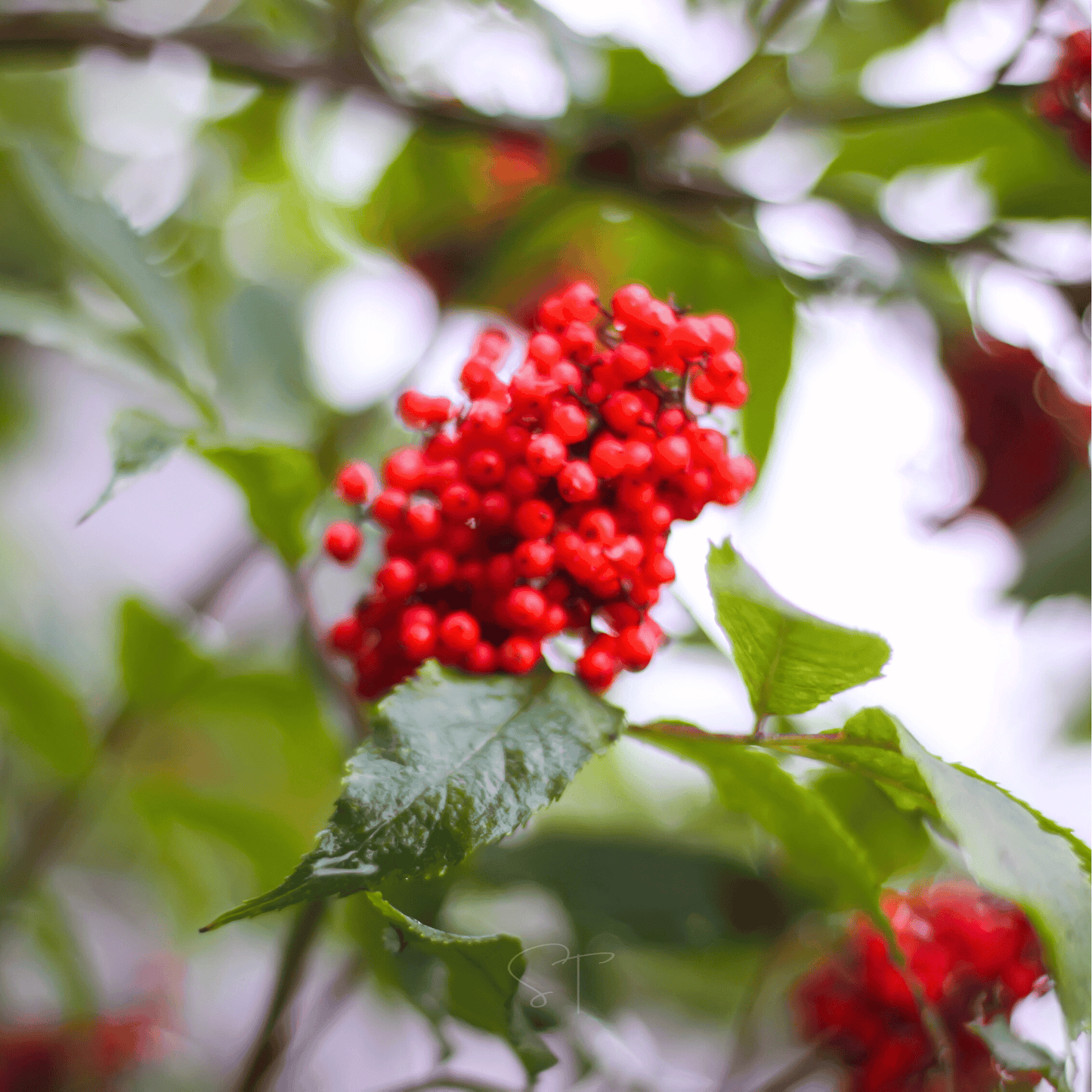 Red Elderberry ā 50 Seeds