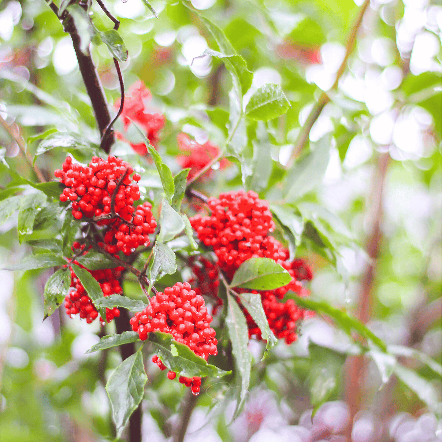 Red Elderberry ā 50 Seeds