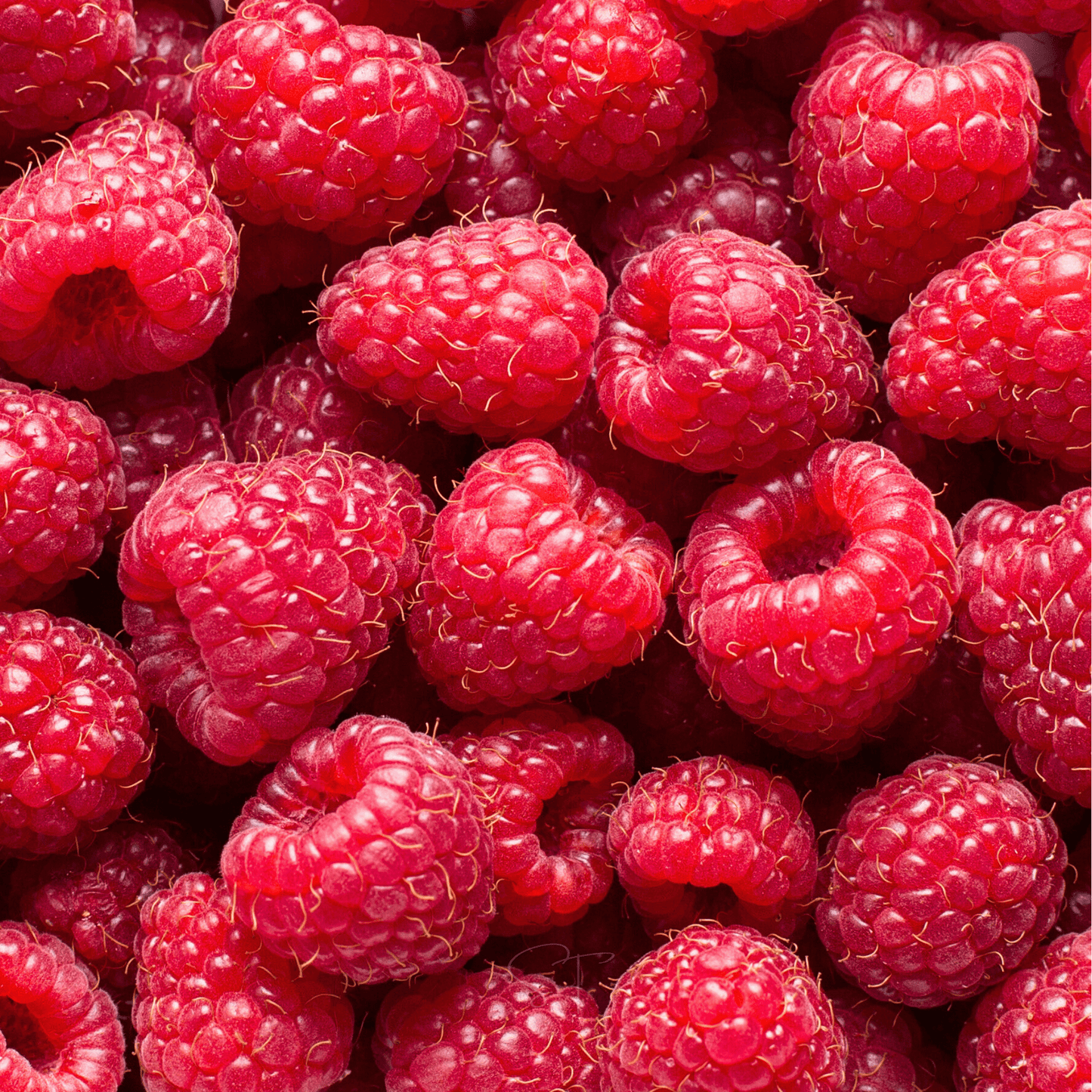Red European Raspberry ā 30 Seeds