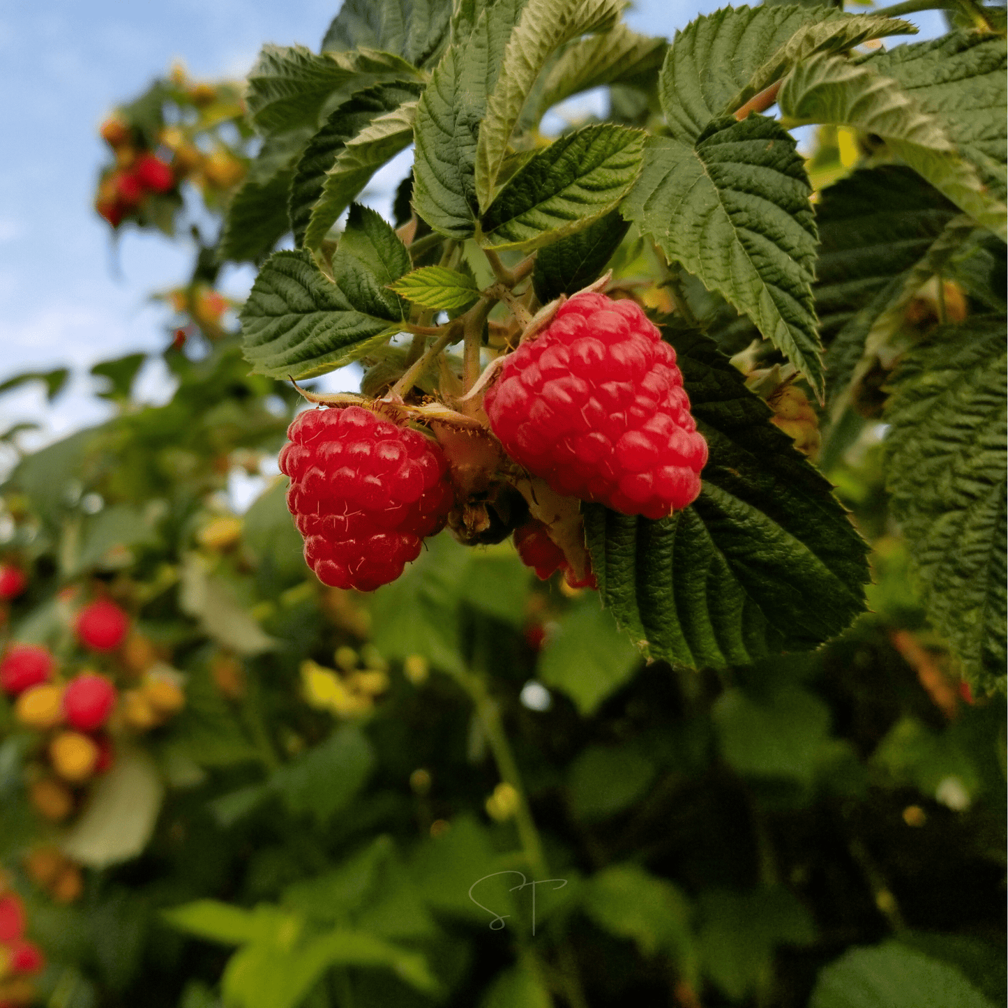 Red European Raspberry ā 30 Seeds