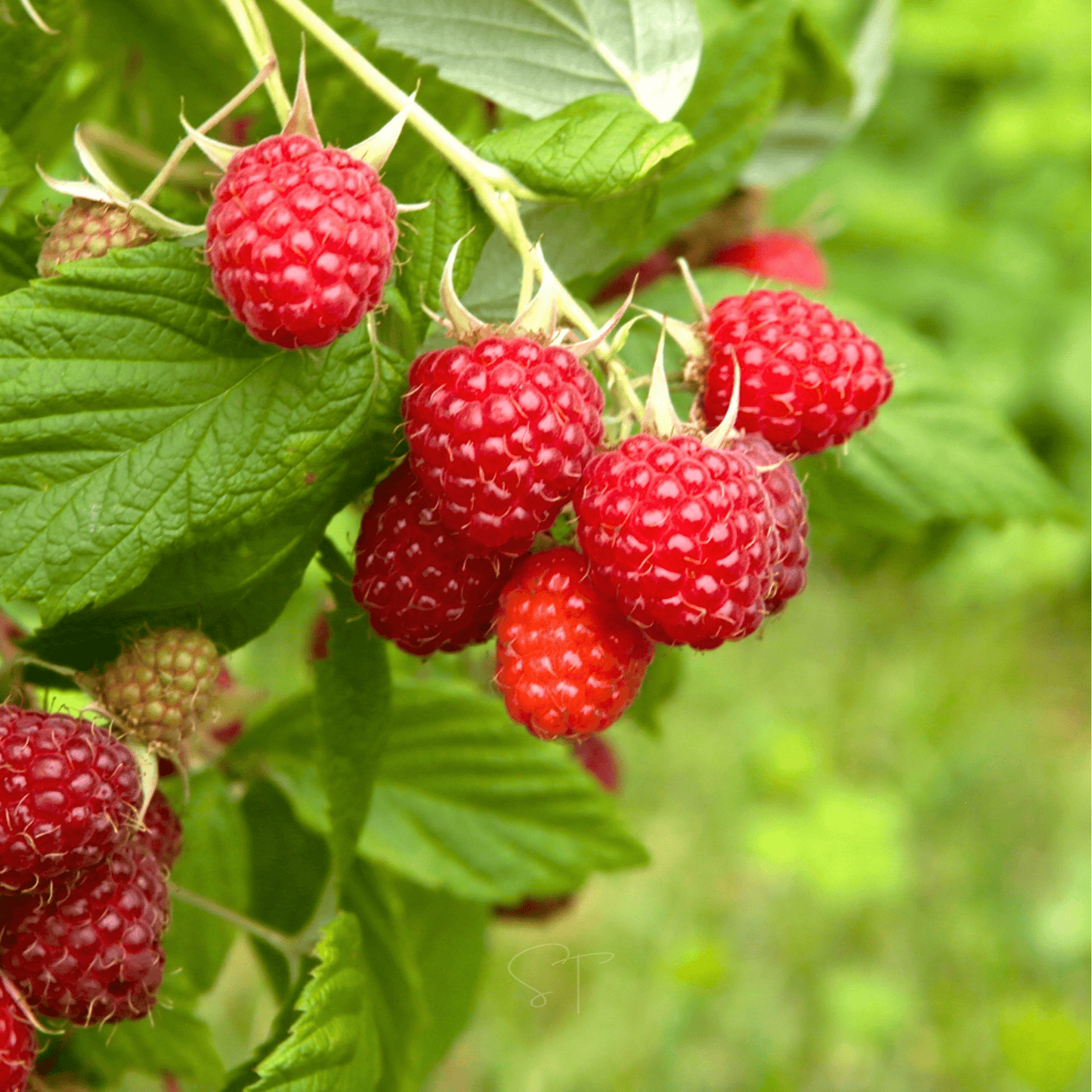 Red European Raspberry ā 30 Seeds