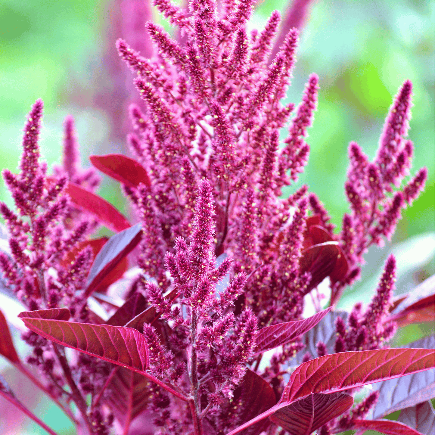 Red Garnet Amaranth ā 250 Seeds