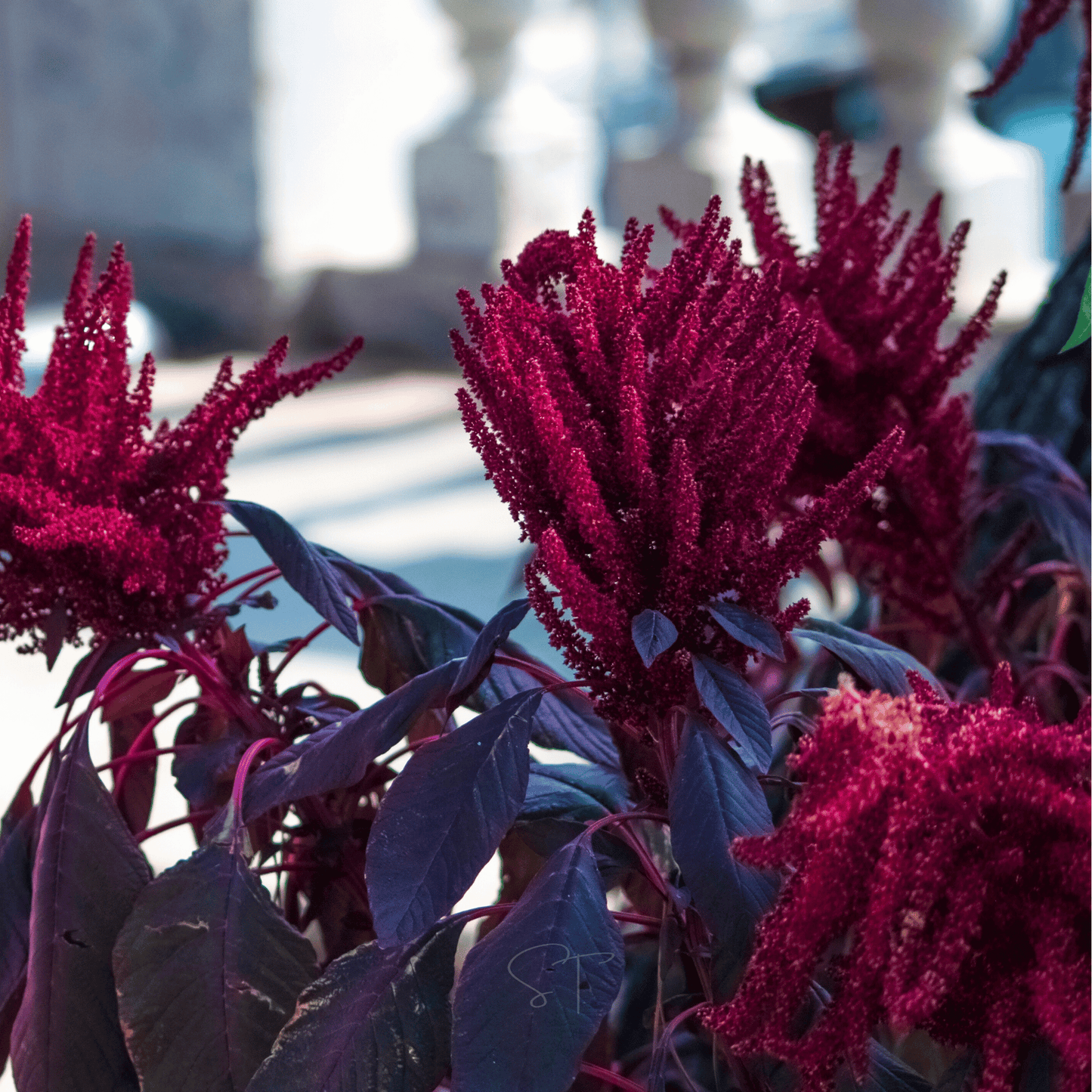 Red Garnet Amaranth ā 250 Seeds
