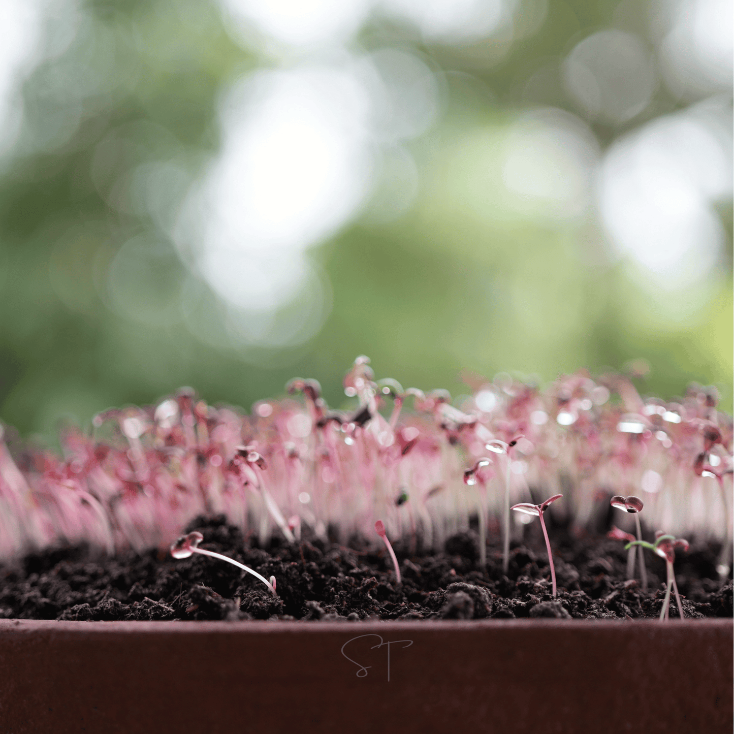 Red Garnet Amaranth ā 250 Seeds